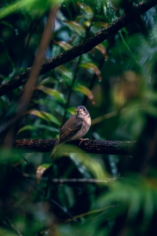 A small bird perched on a tree branch