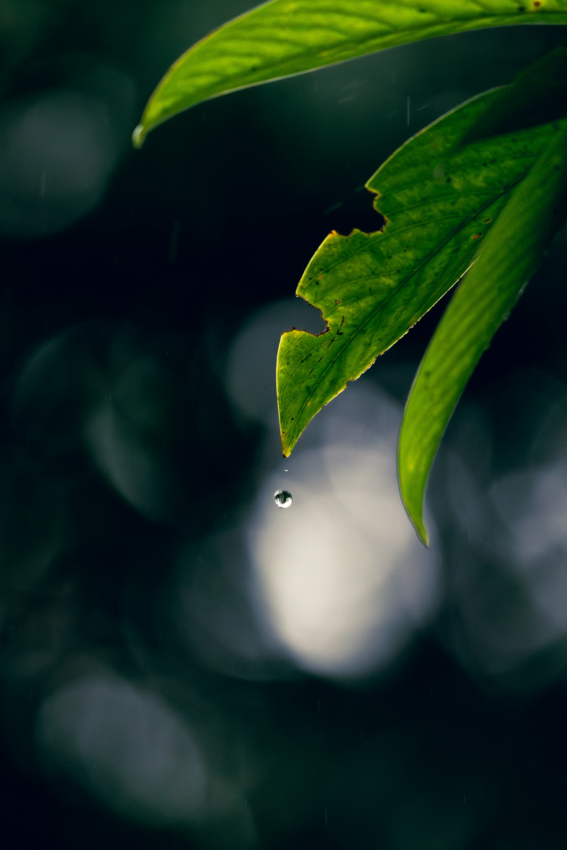 A green leaf with drops of water on it