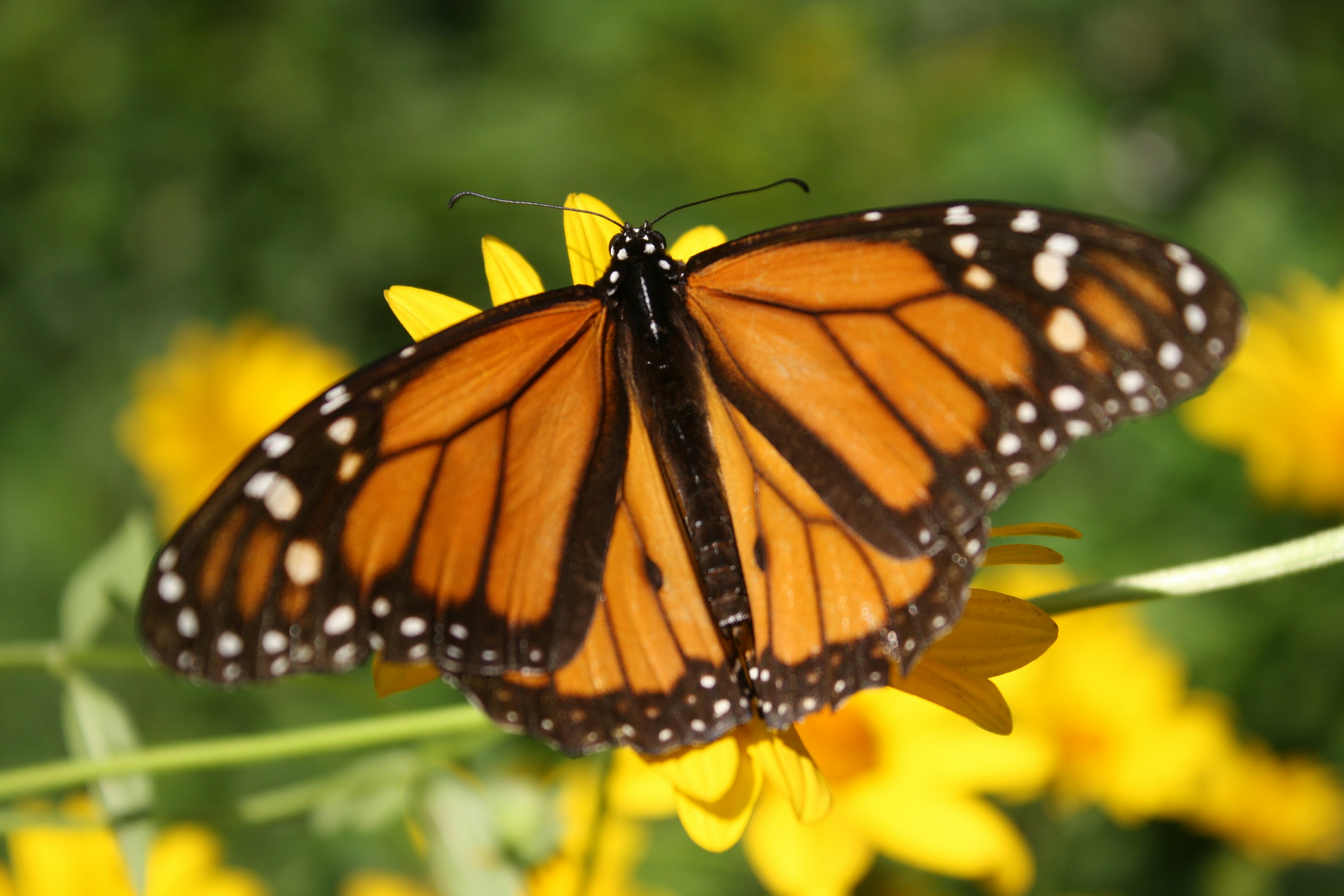 Photo by theartsy_waterlily