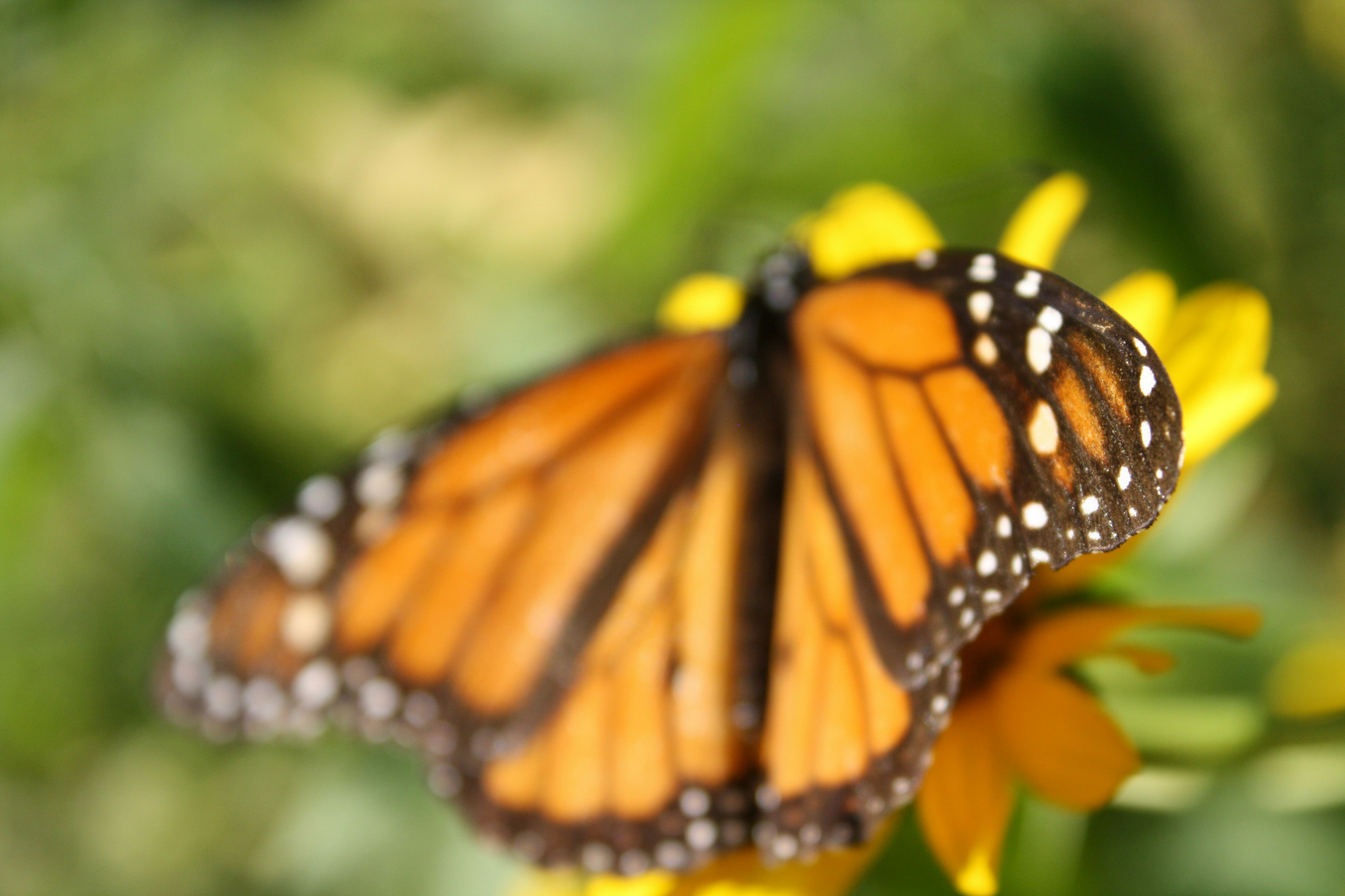 Photo by theartsy_waterlily