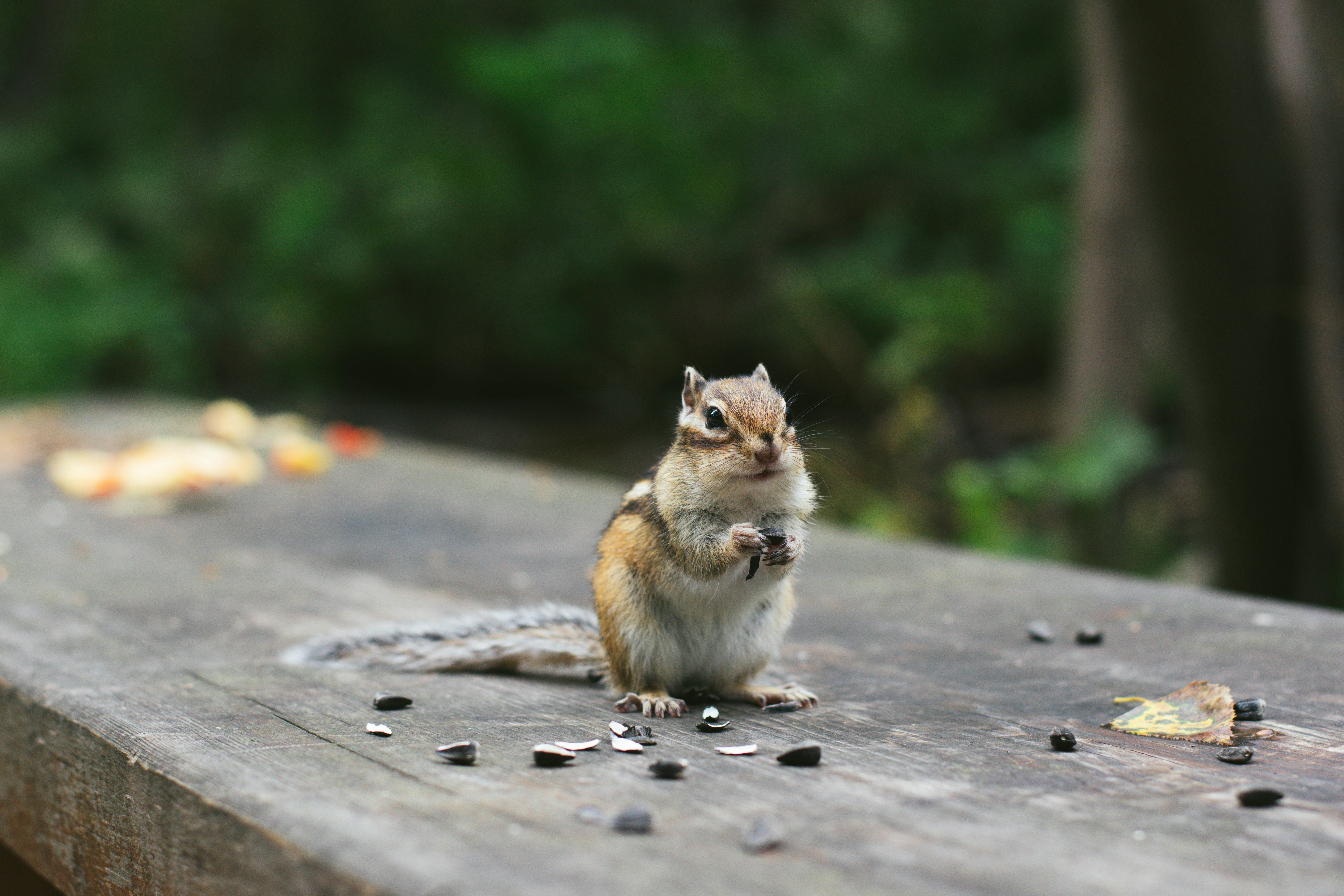 A small chip chip sitting on top of a wooden bench