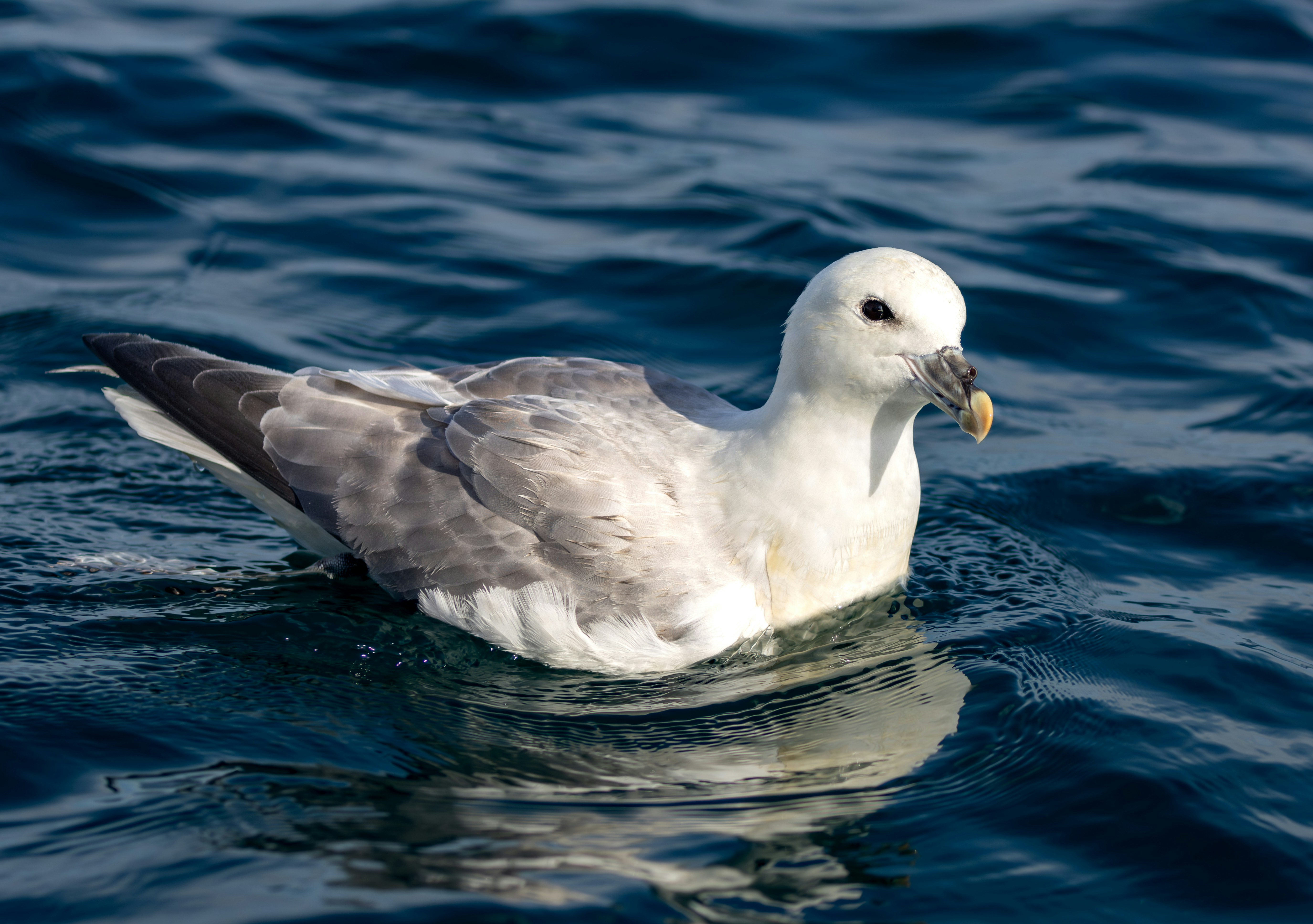 Photo by raymondo600