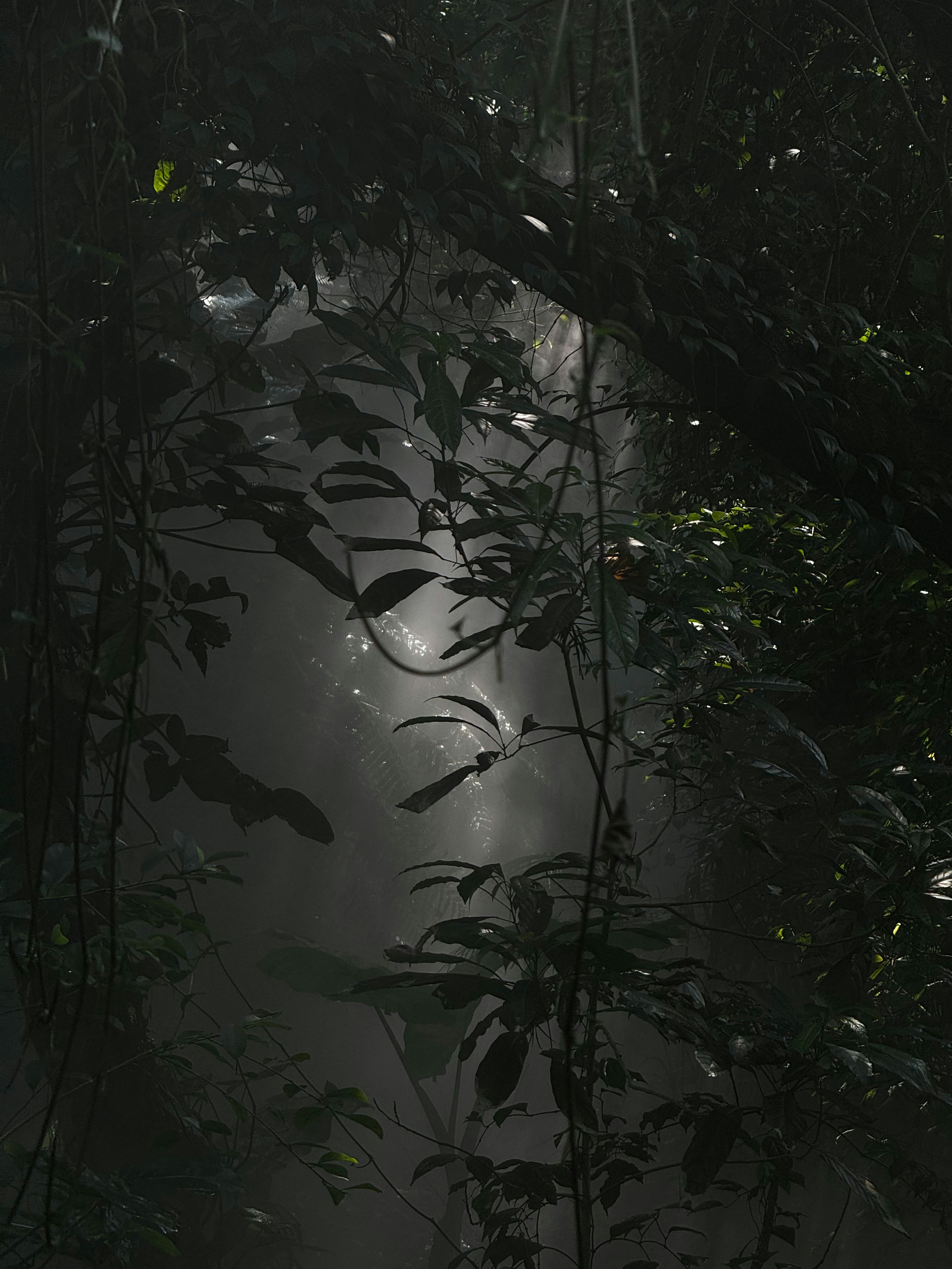 rainforest tent wallpaper, wallpaper, Ventilate a Tent in Rain: Stay Dry & Comfortable 6