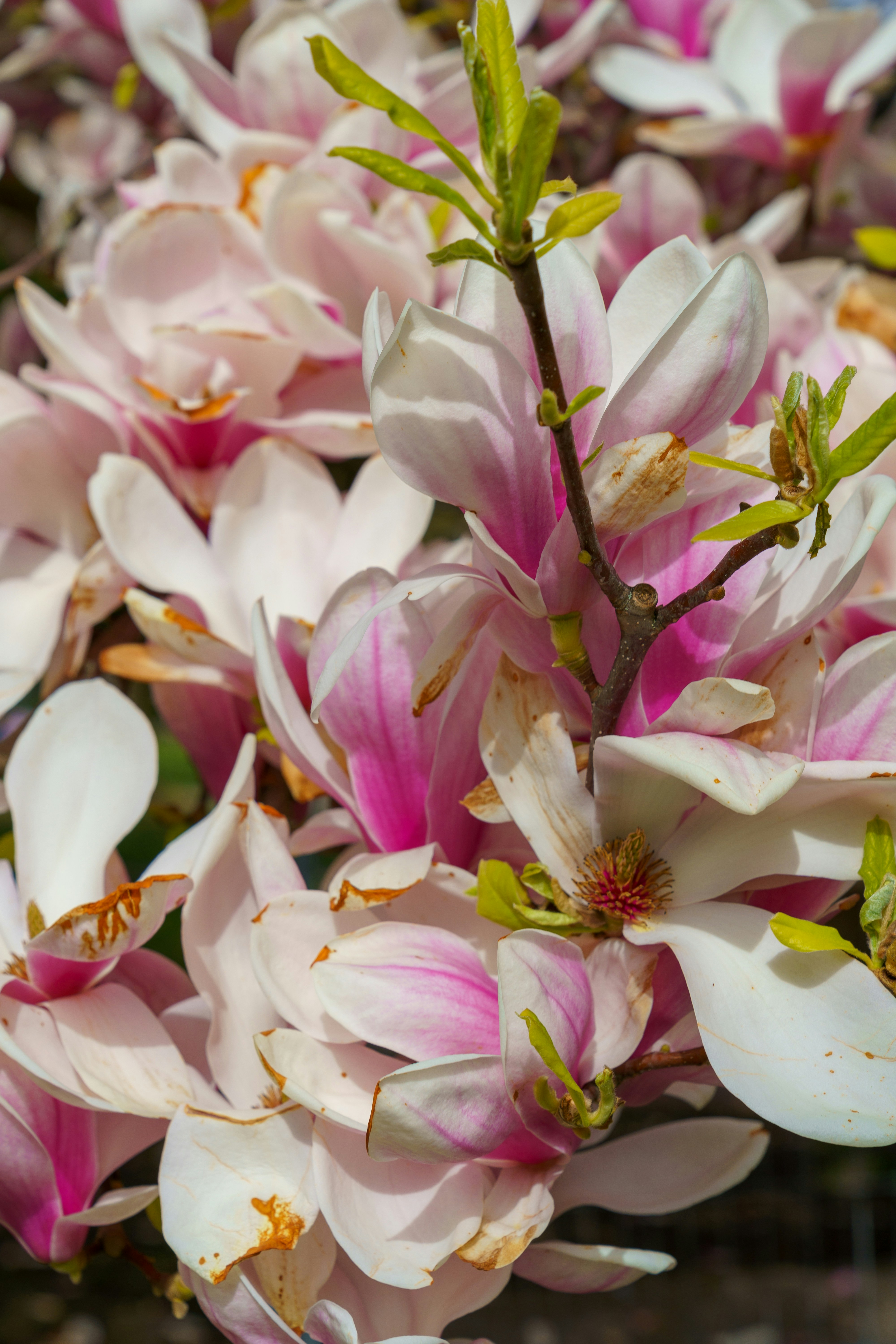 Photo by bangscreative