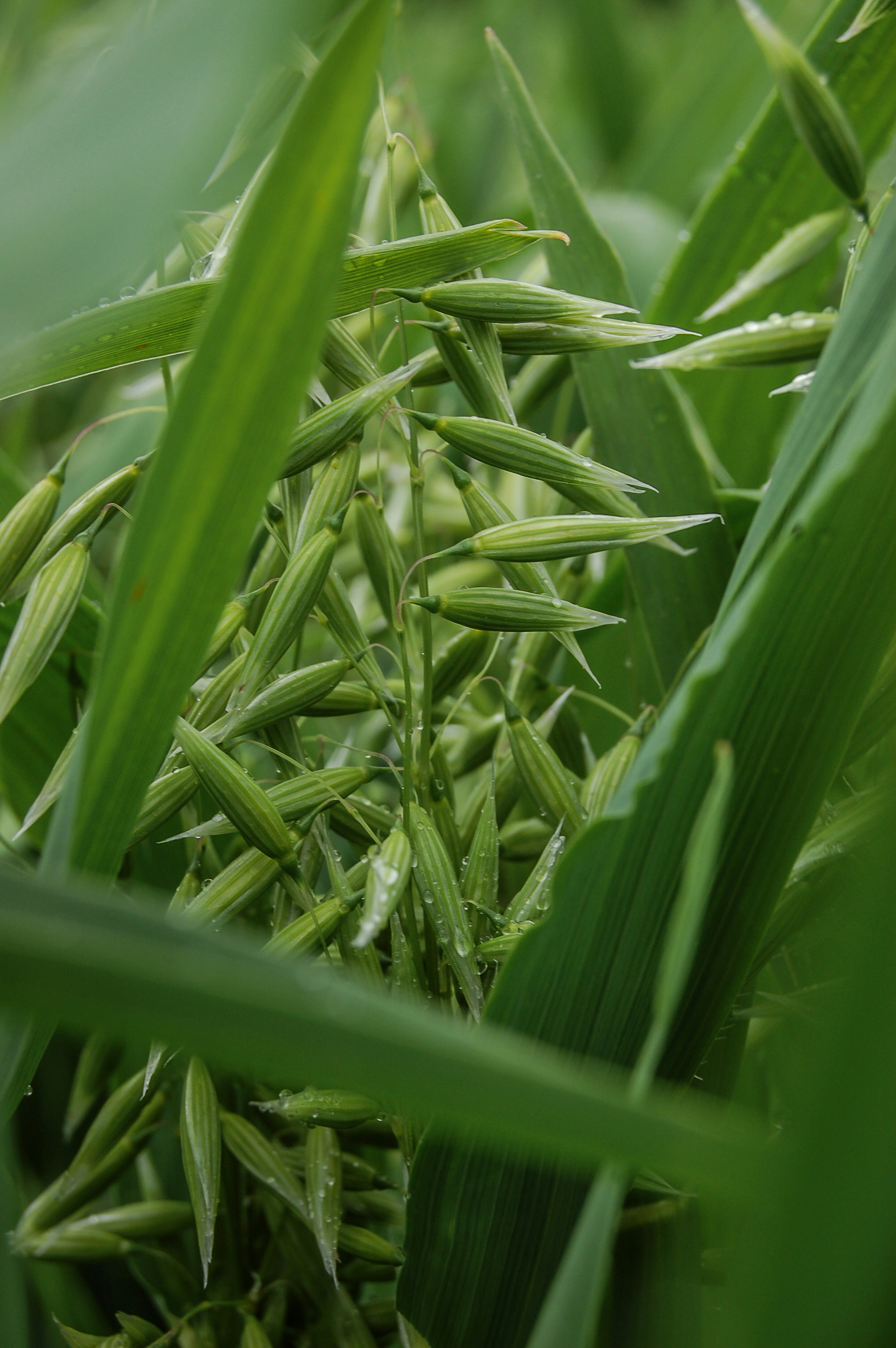 Troubleshooting Common Companion Planting Mistakes