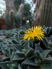 A close up of a plant with a yellow flower