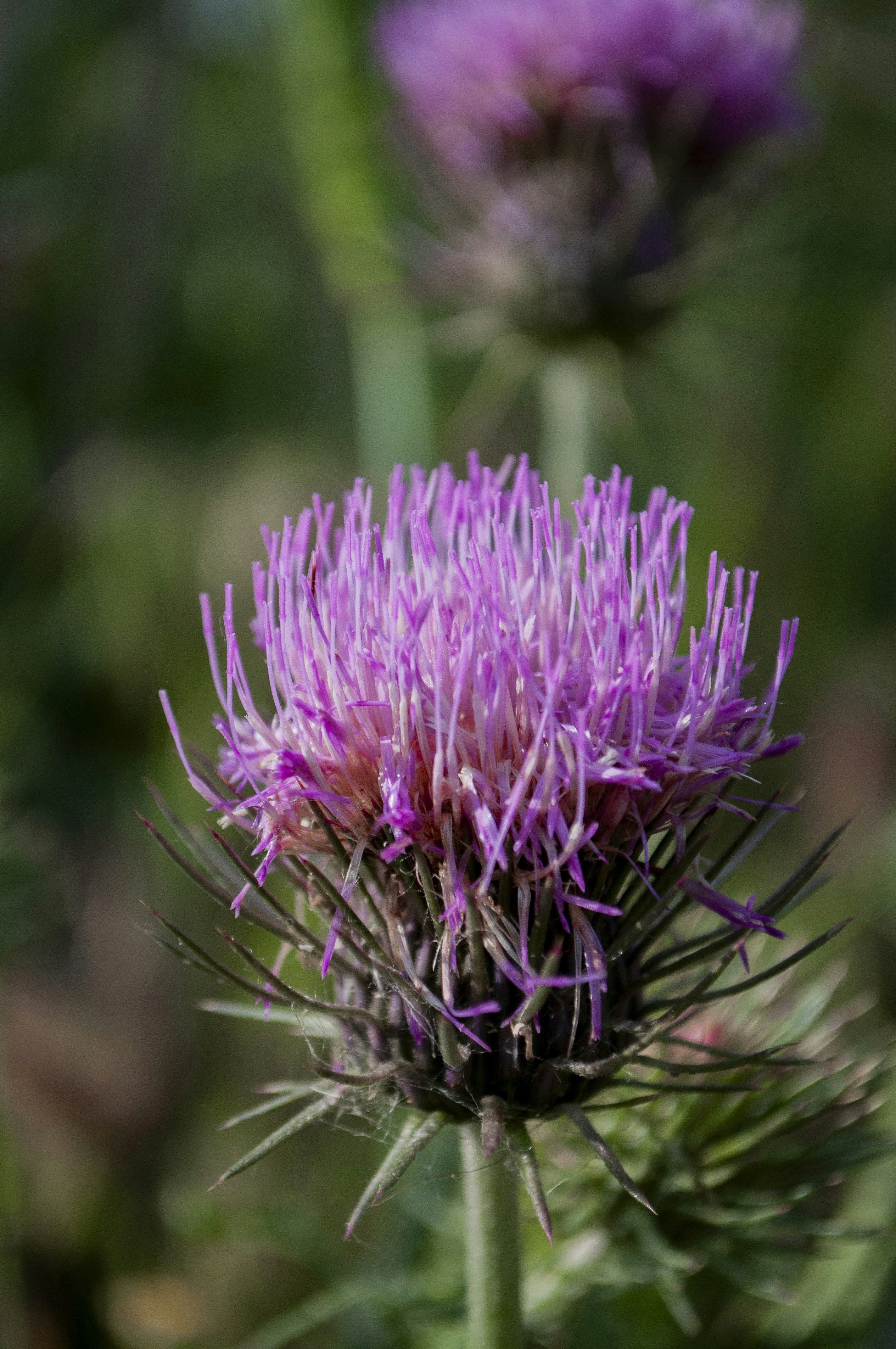 Photo by amirbagh3ri