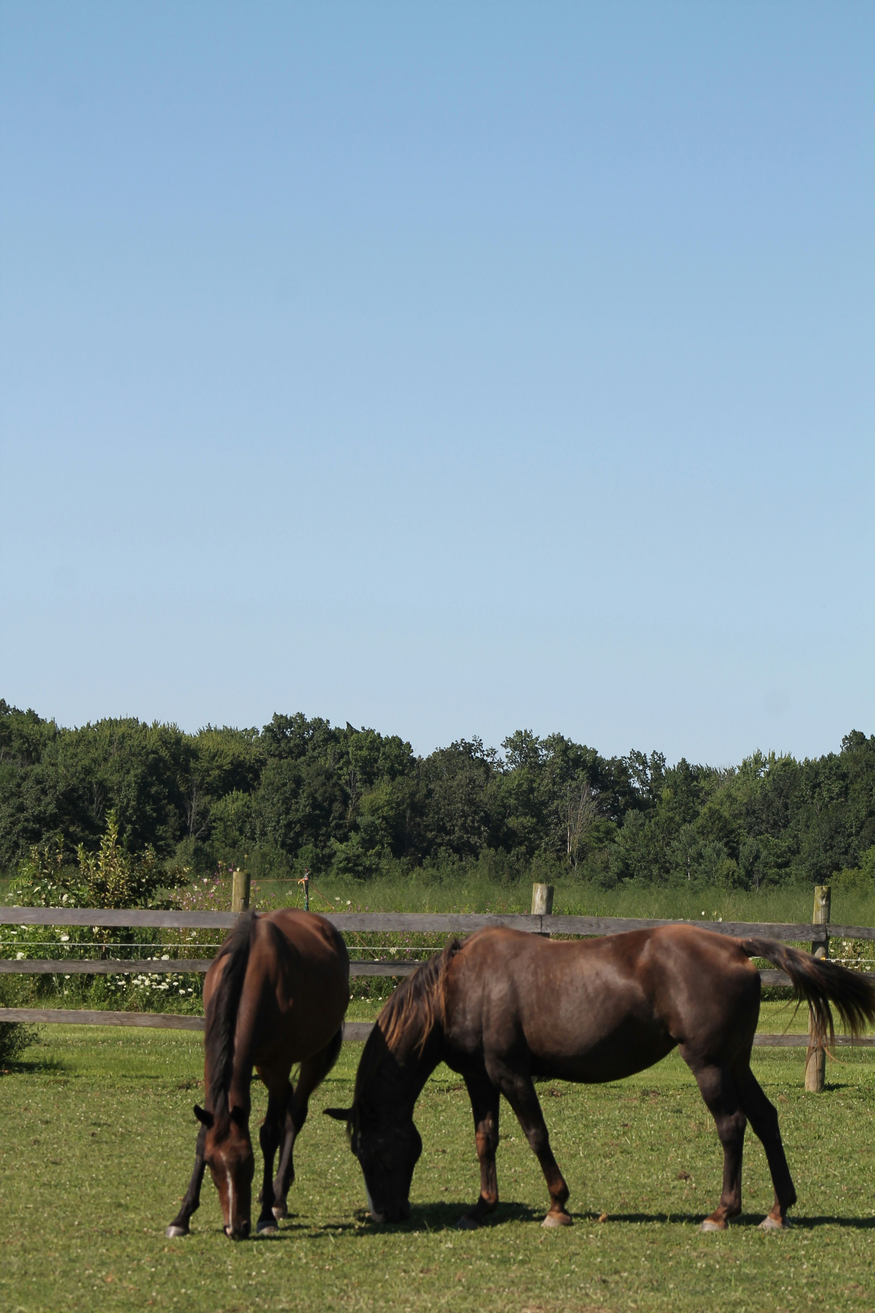 Two horses grazing in a field with trees in the background