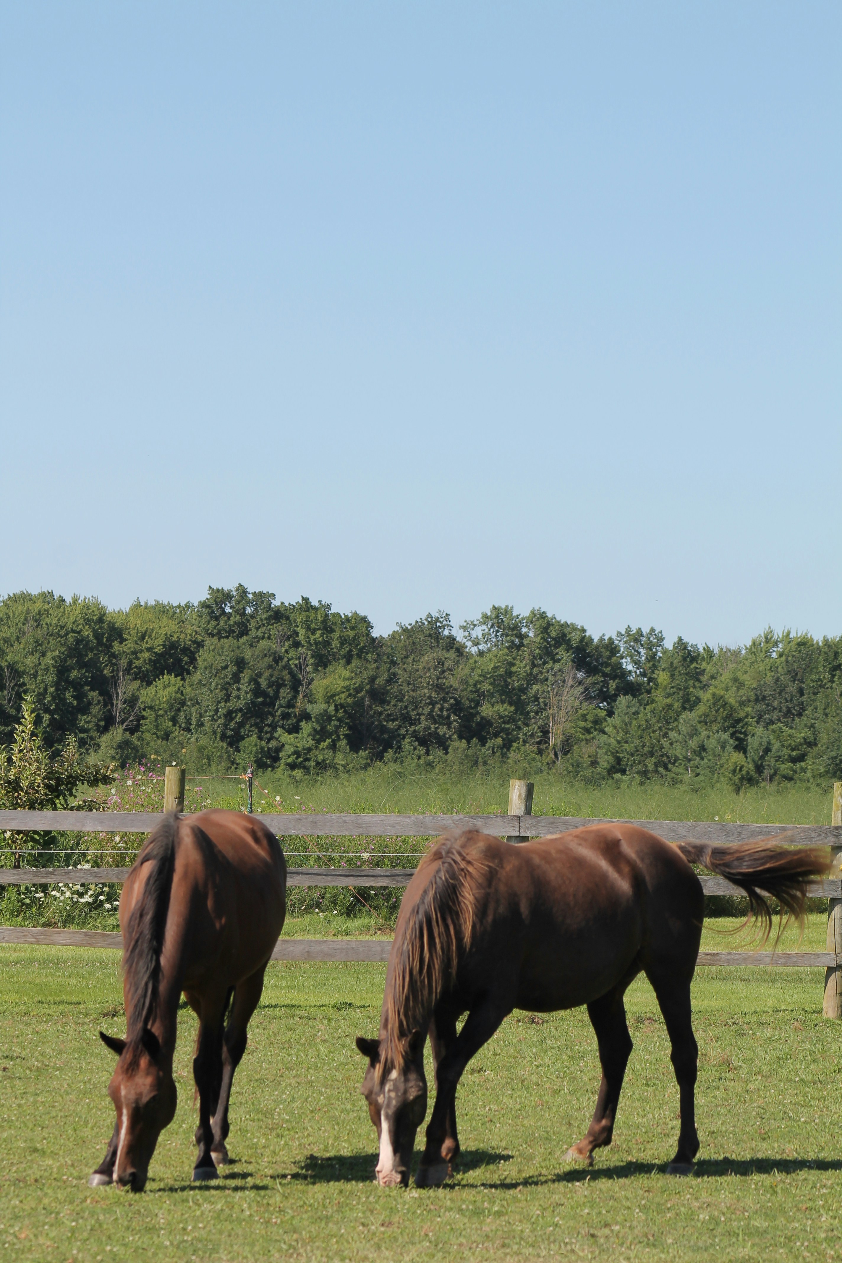 Three horses grazing in a field with trees in the background