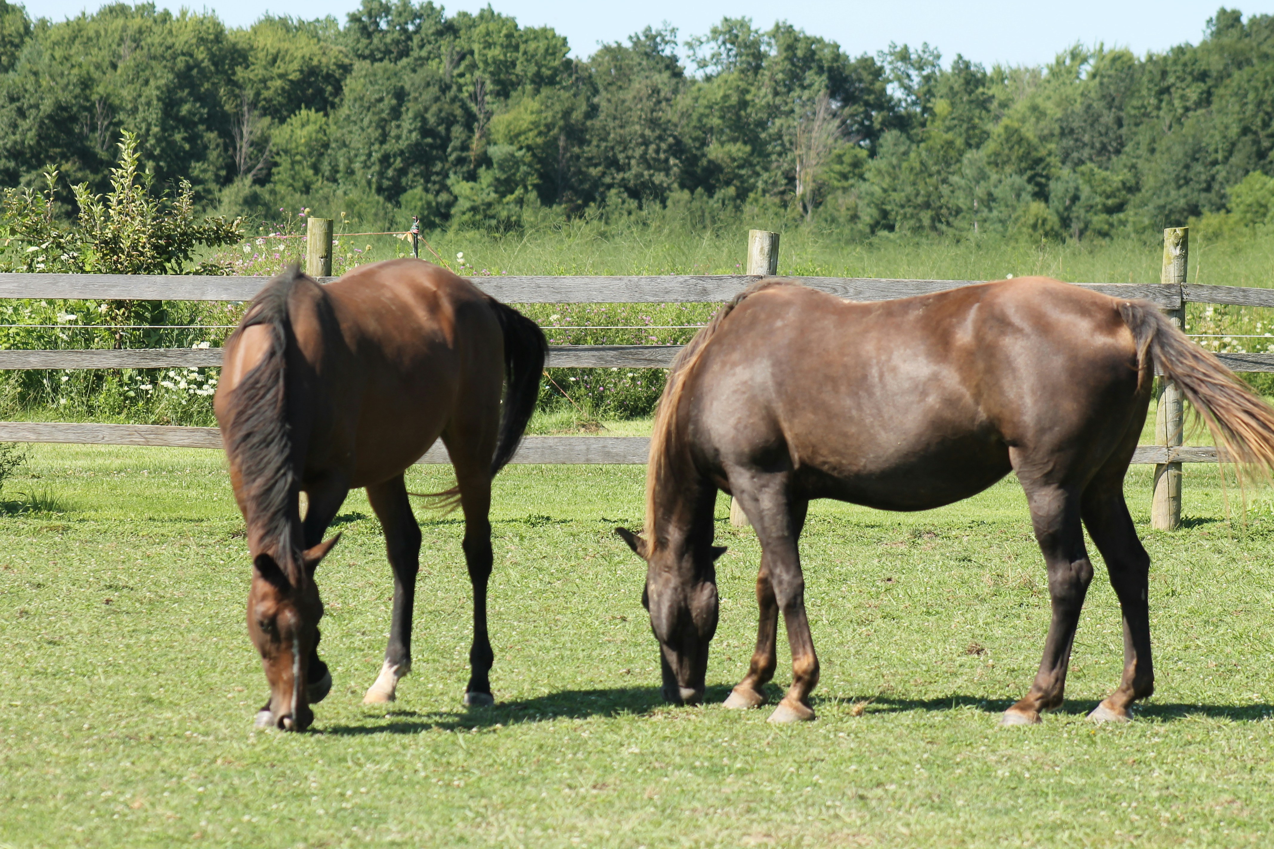 A couple of horses standing on top of a lush green field