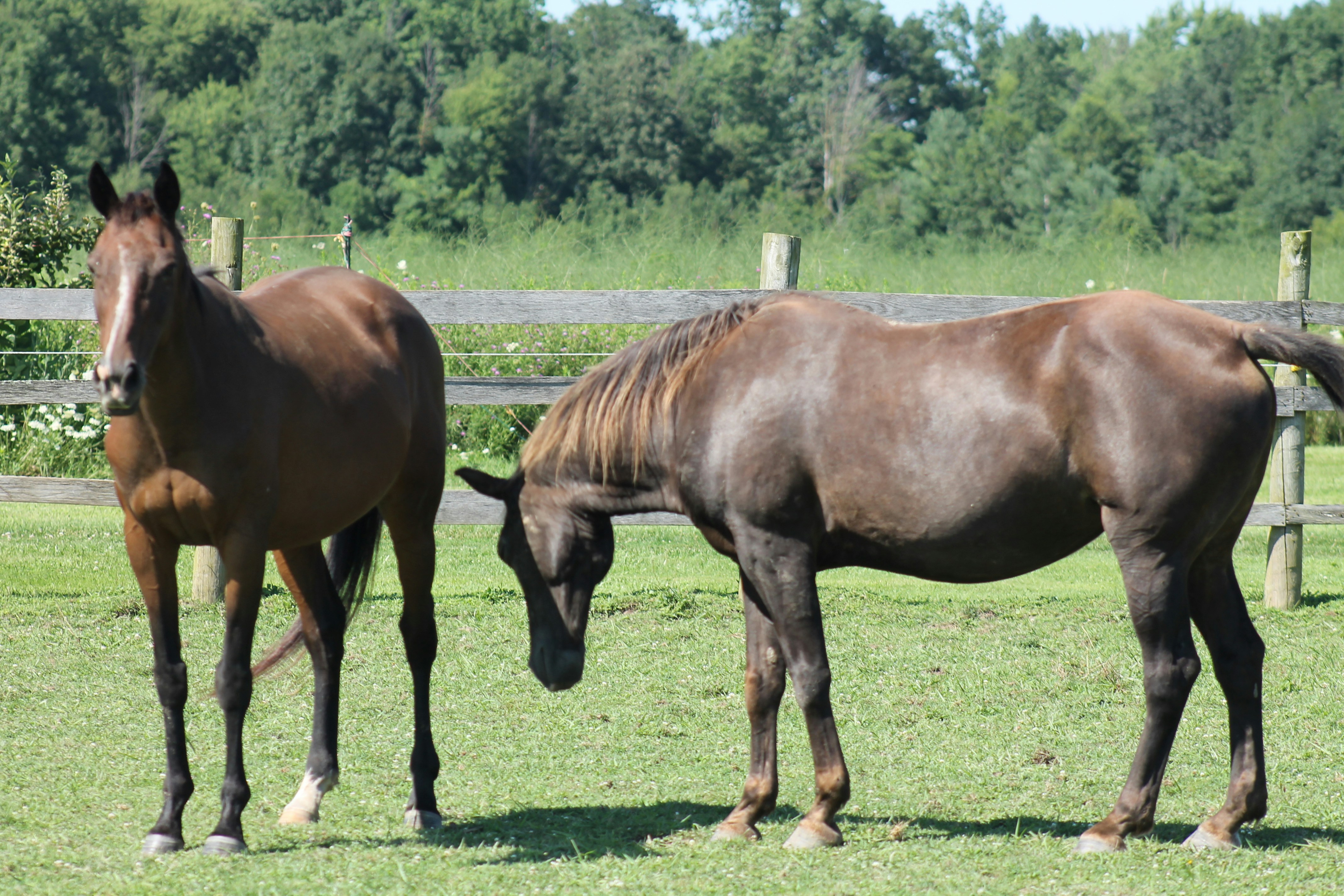 A couple of horses standing on top of a lush green field