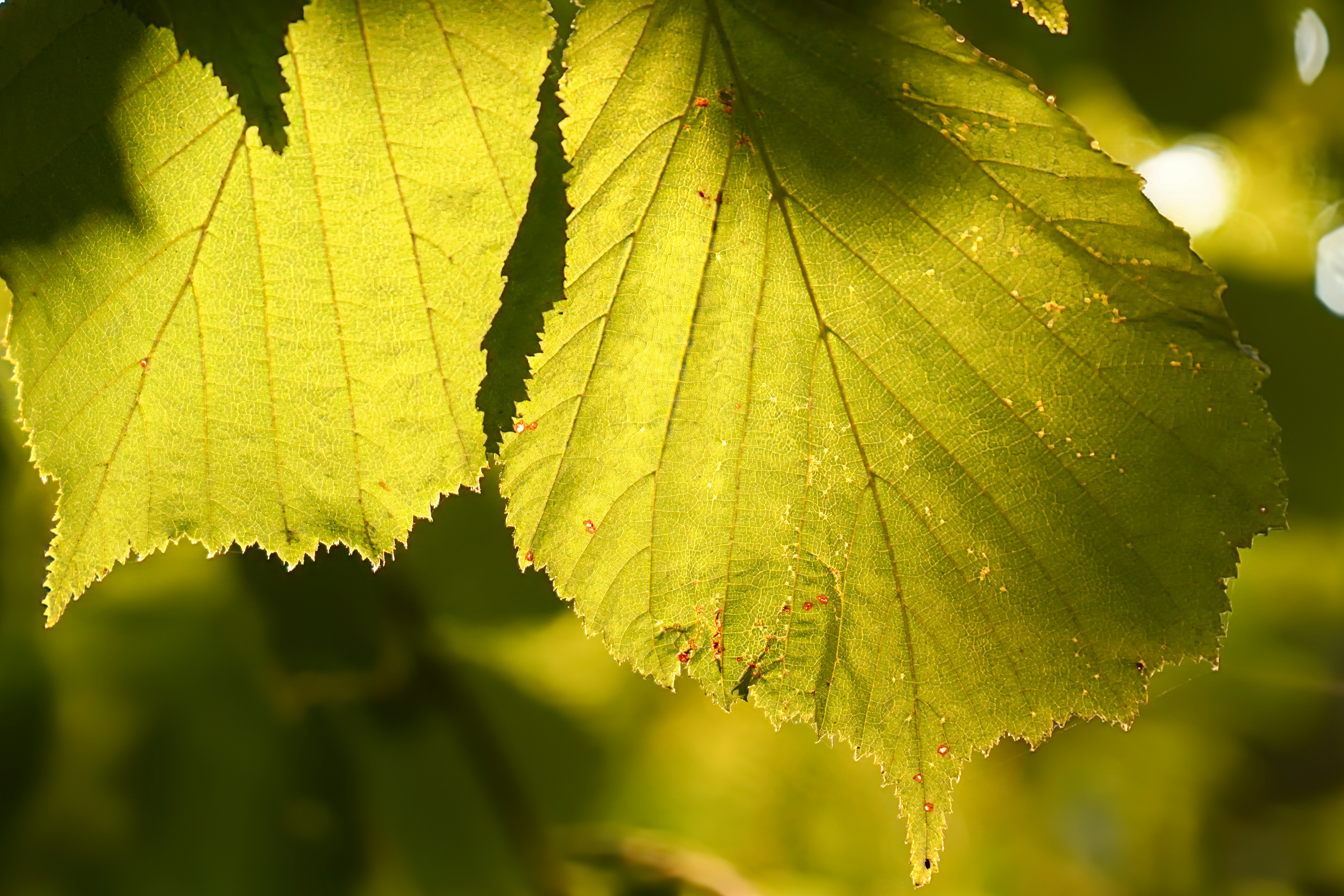 Image by Tadeusz Zachwieja via Unsplash