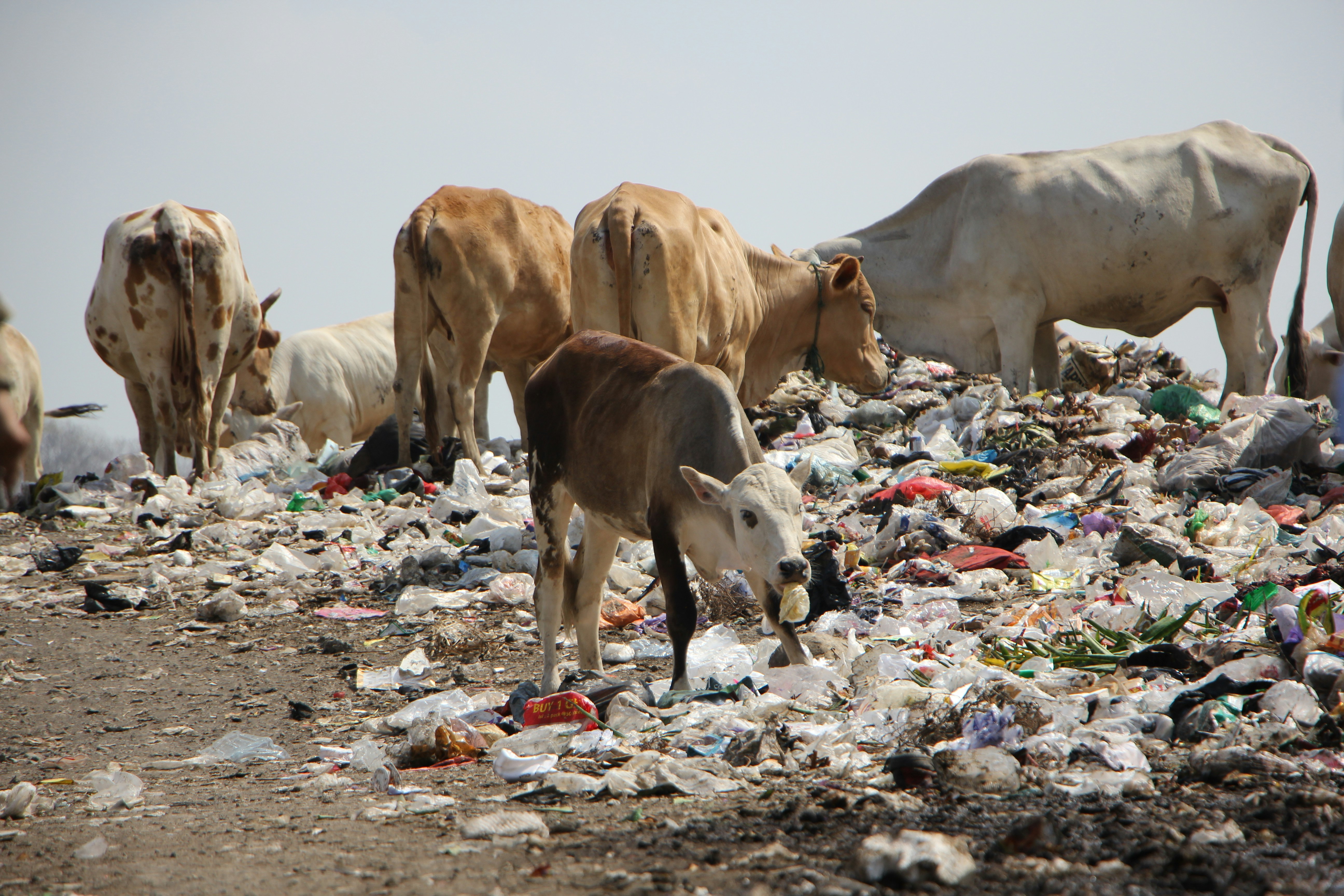 A herd of cattle standing on top of a pile of trash