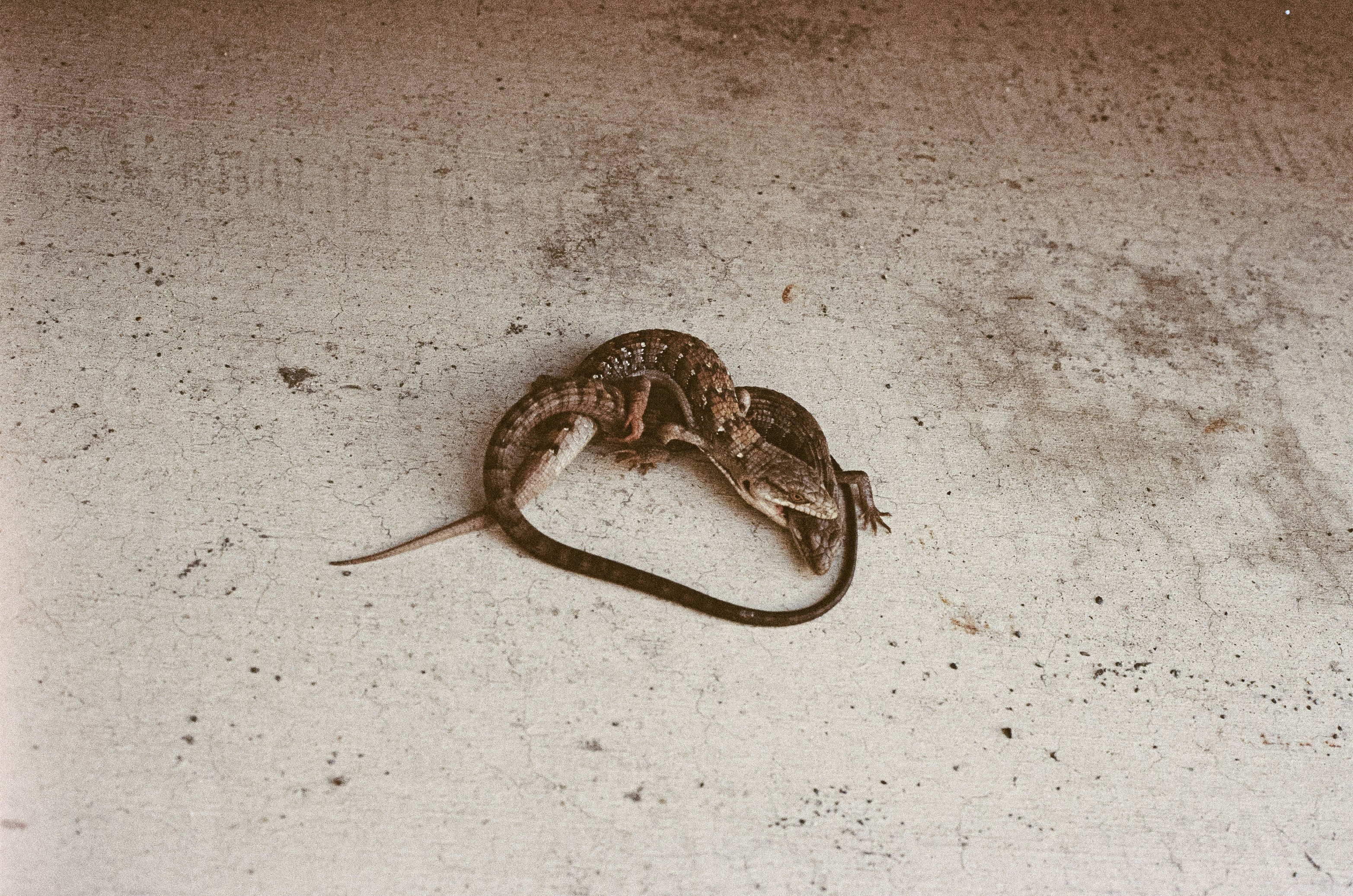 Controlling Disease Vectors and Pathogen Spread (image credits: unsplash)