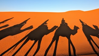 A group of people riding camels across a desert