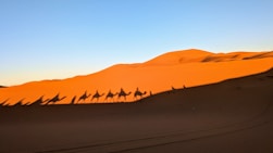 A group of camels walking across a desert
