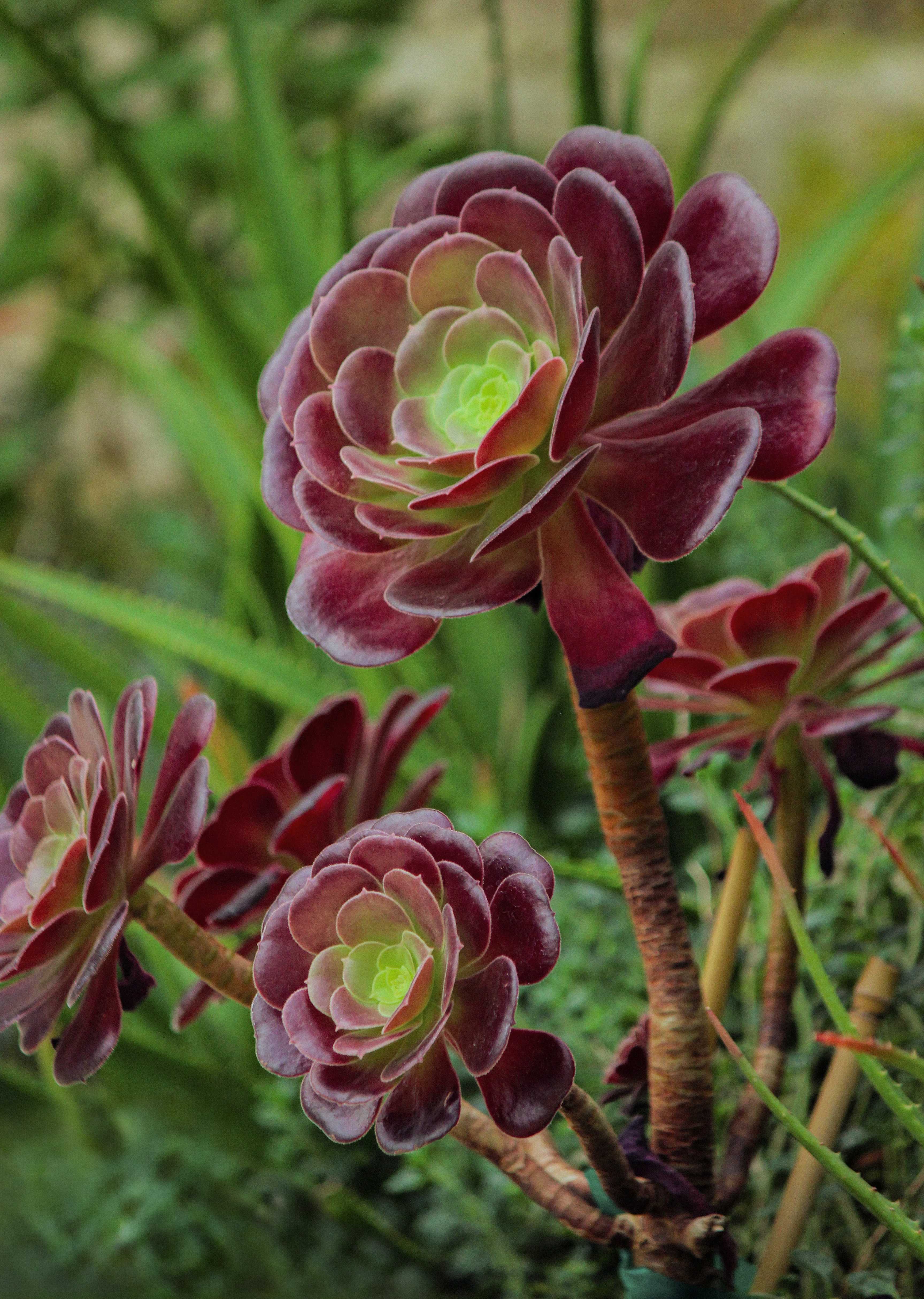 A group of flowers that are in the grass