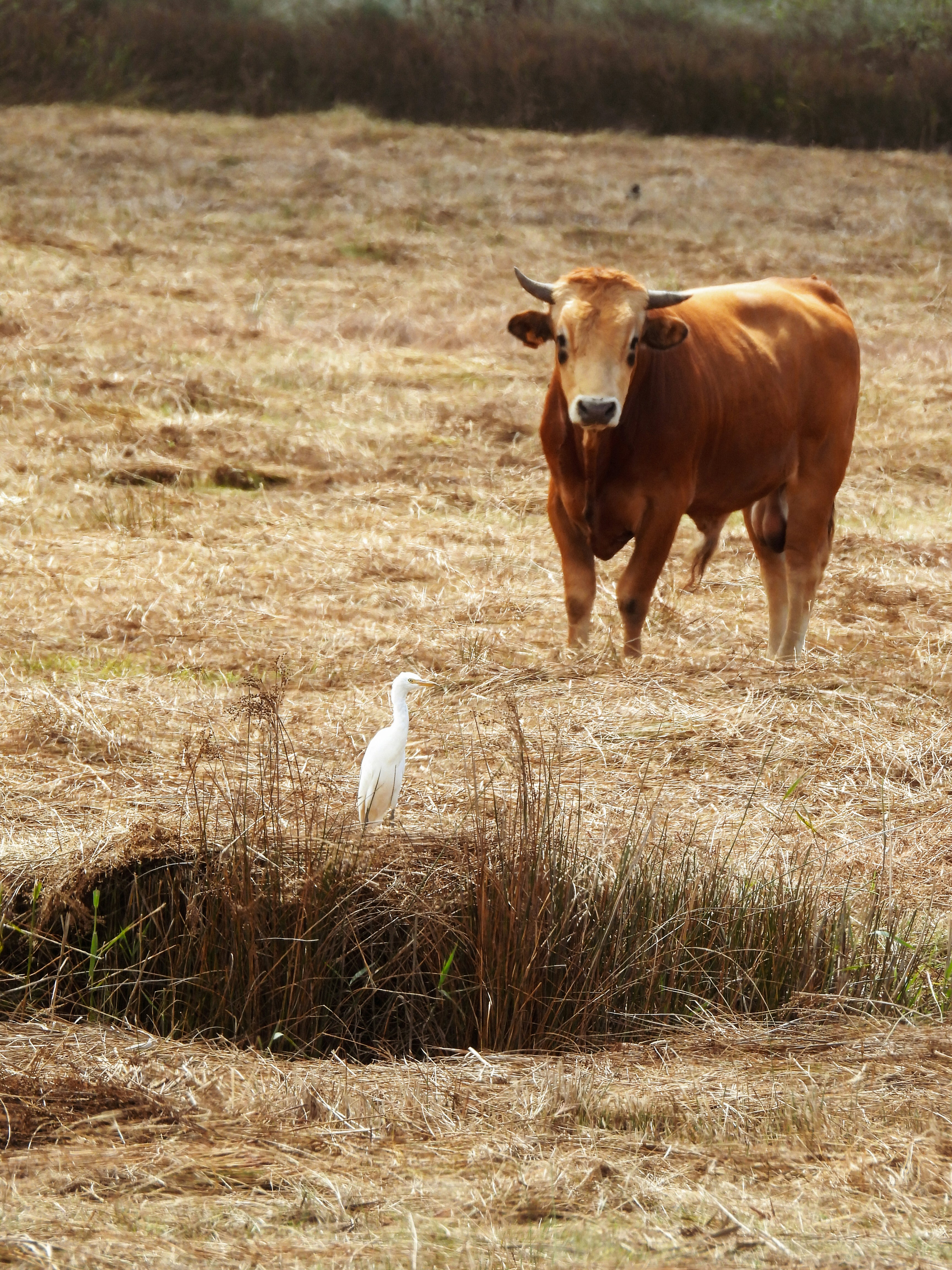 Une vache brune debout dans un champ d’herbe sèche à côté d’un oiseau blanc
