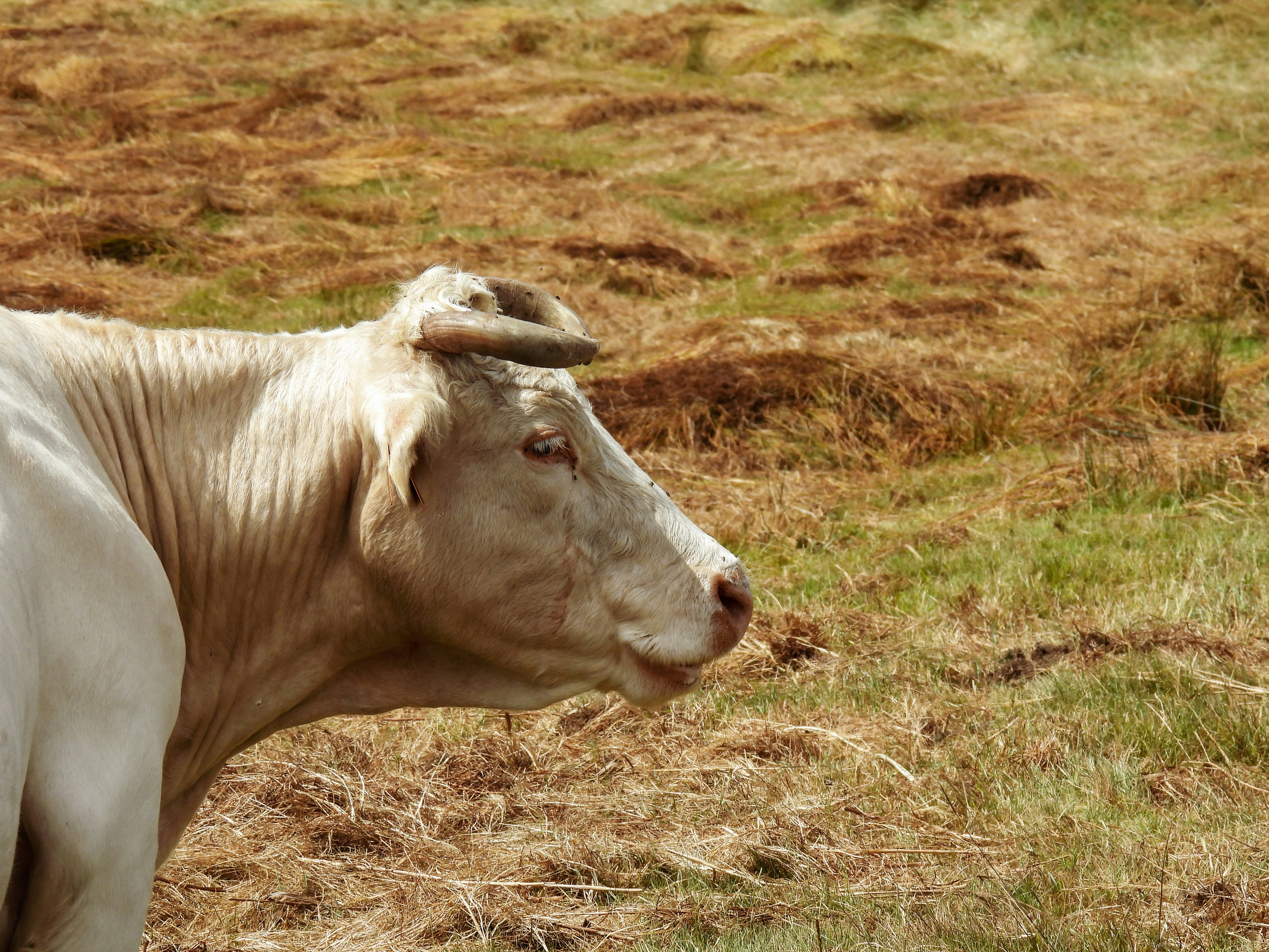 Eine weiße Kuh, die auf einem grasbewachsenen Feld steht