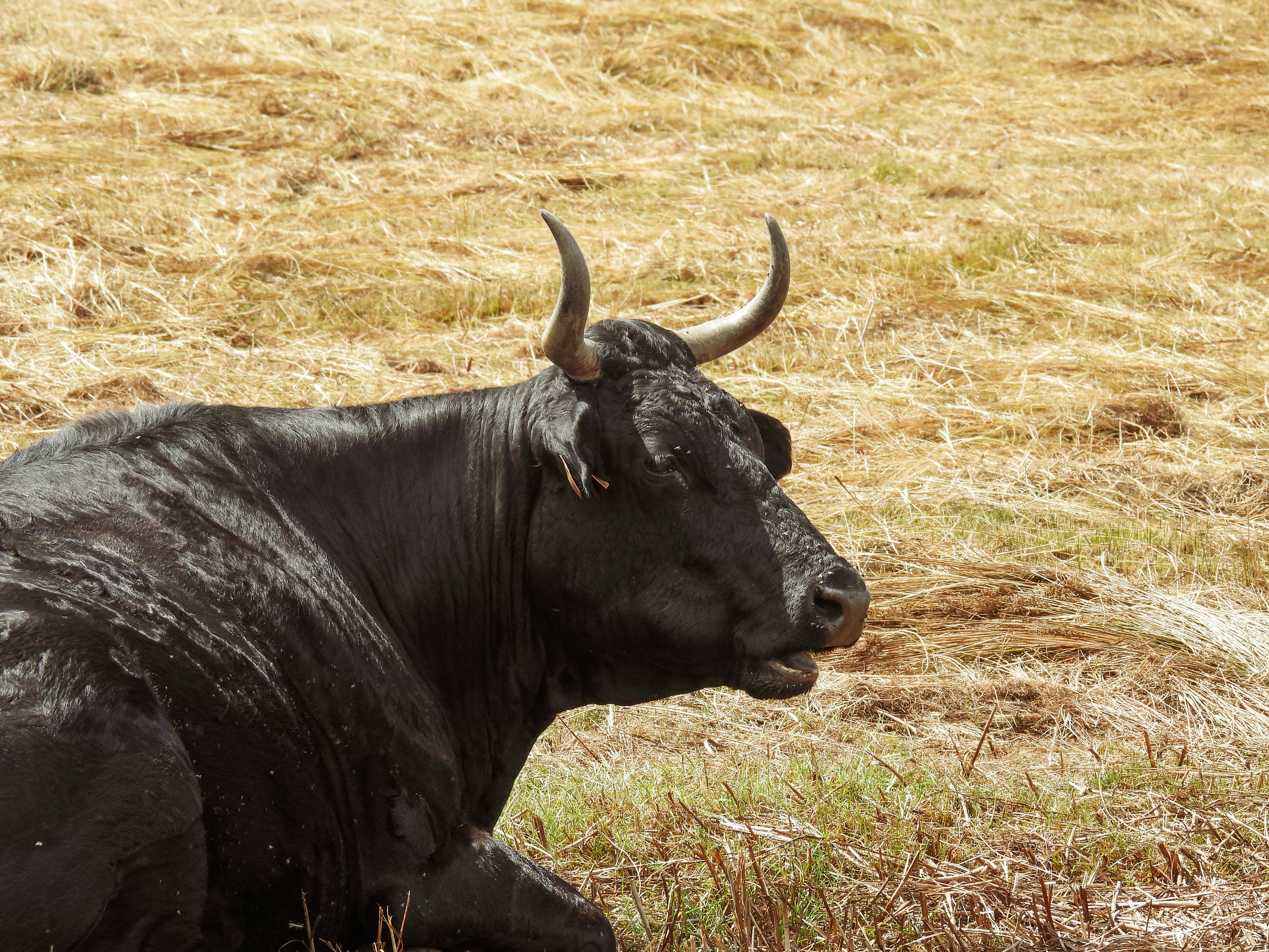 A black cow laying down in a field