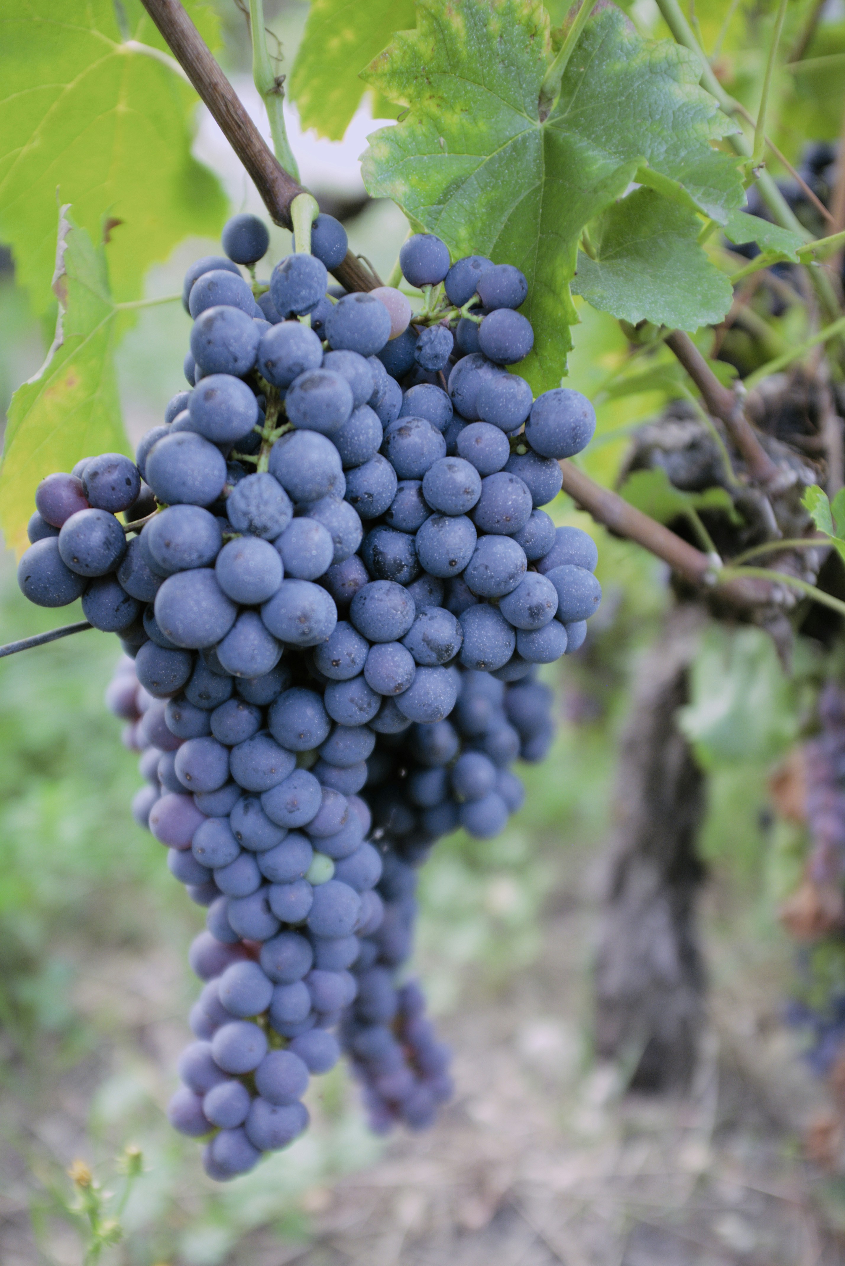 Photo by thomastygreat