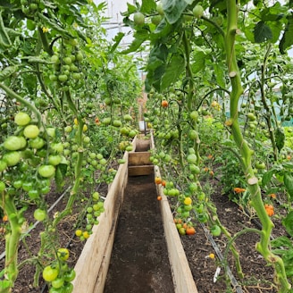 A garden filled with lots of green plants