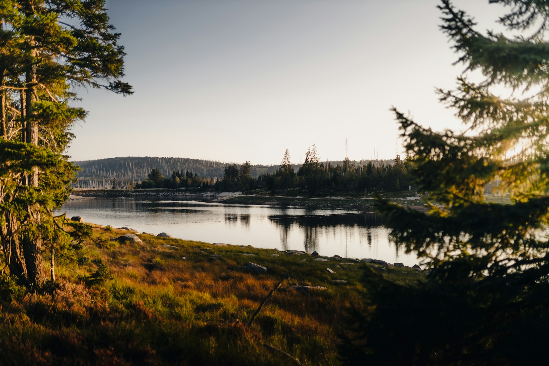 A lake surrounded by trees in the middle of a forest