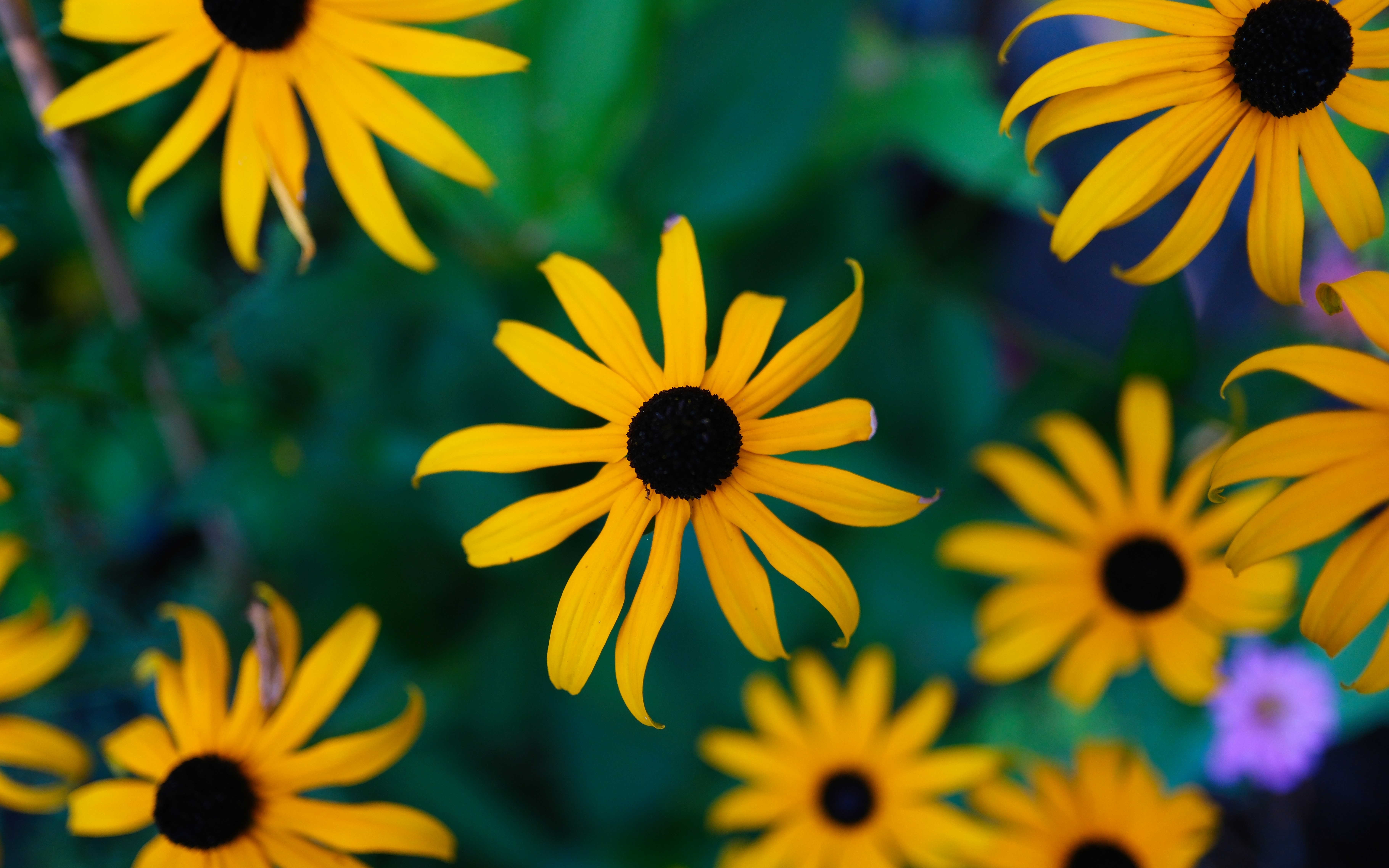 Photo by surjasendas