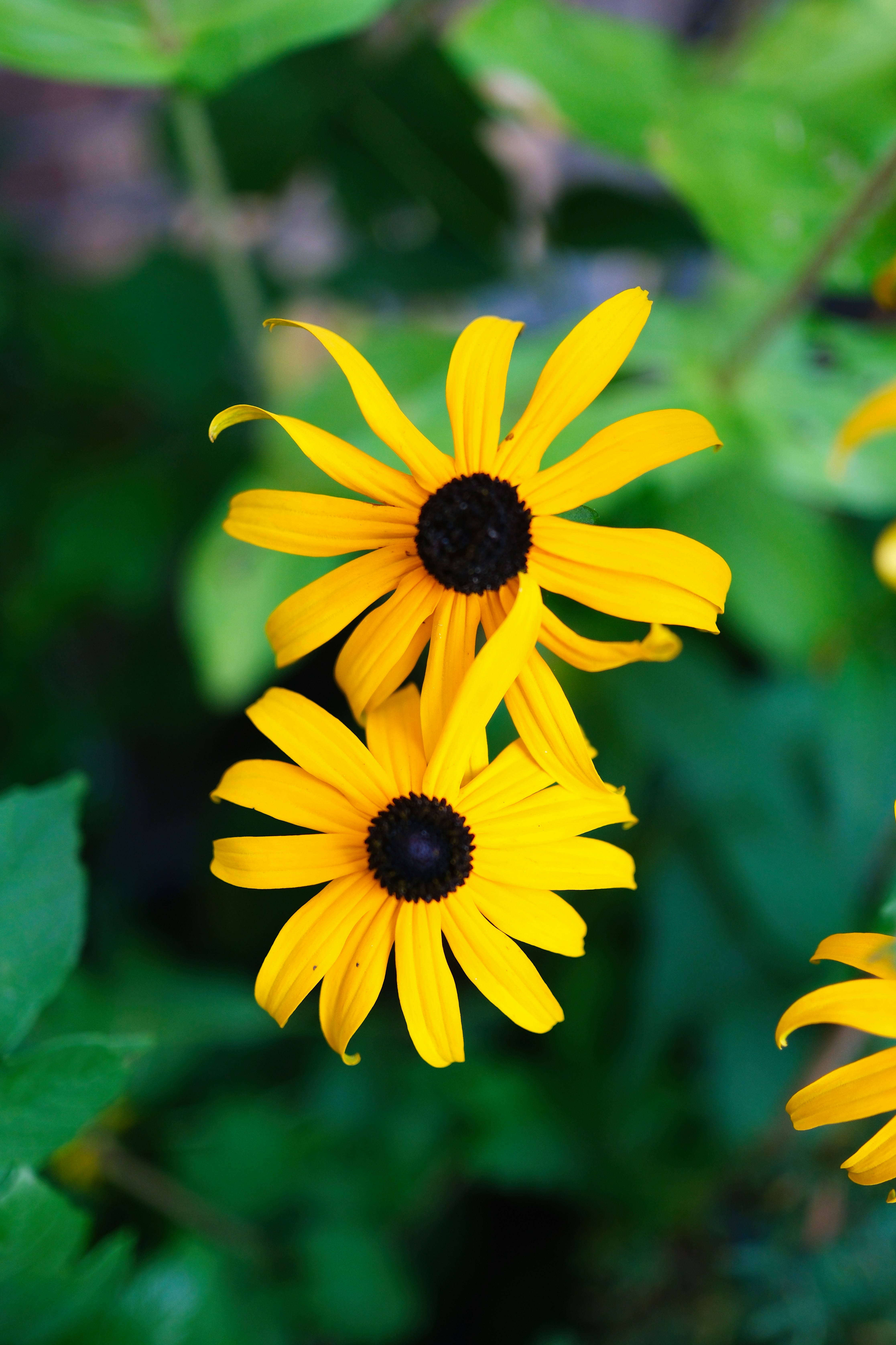 Photo by surjasendas