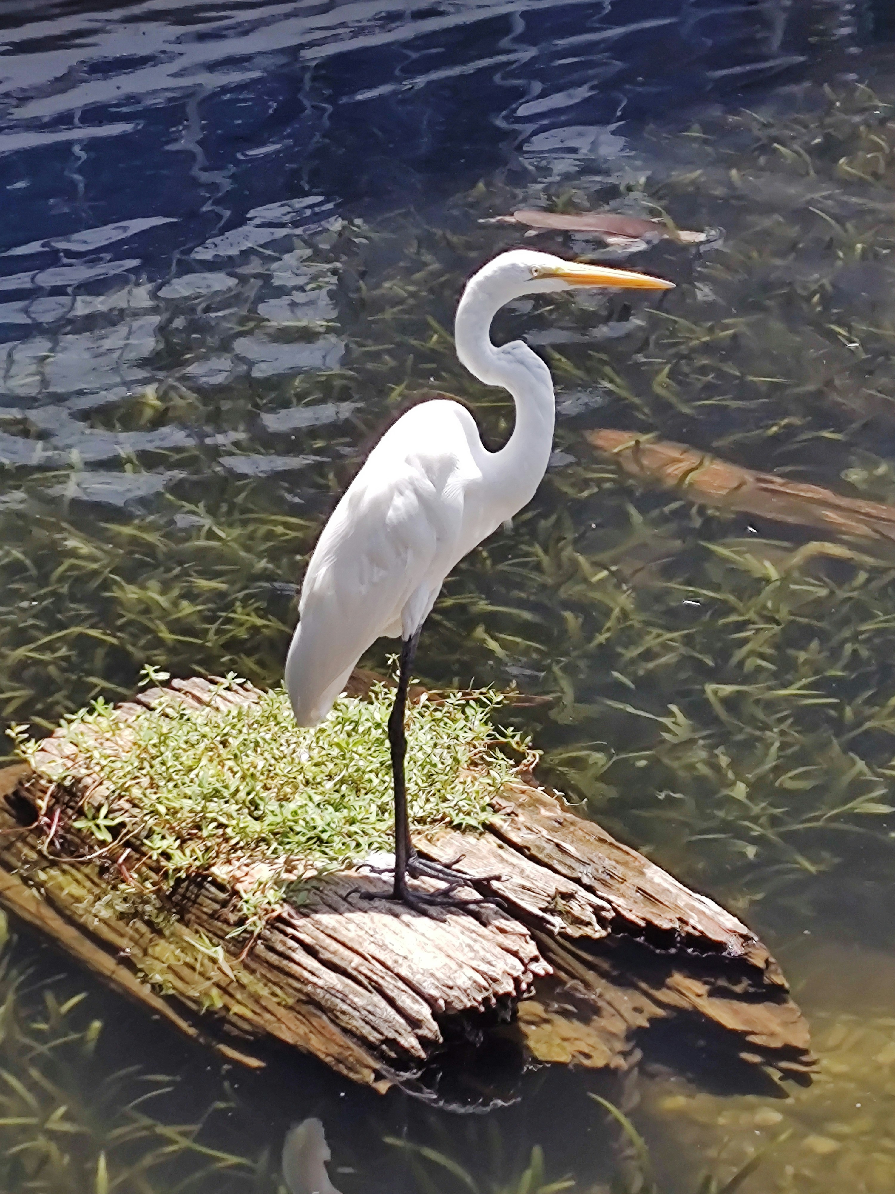 Un pájaro blanco parado sobre un tronco en el agua