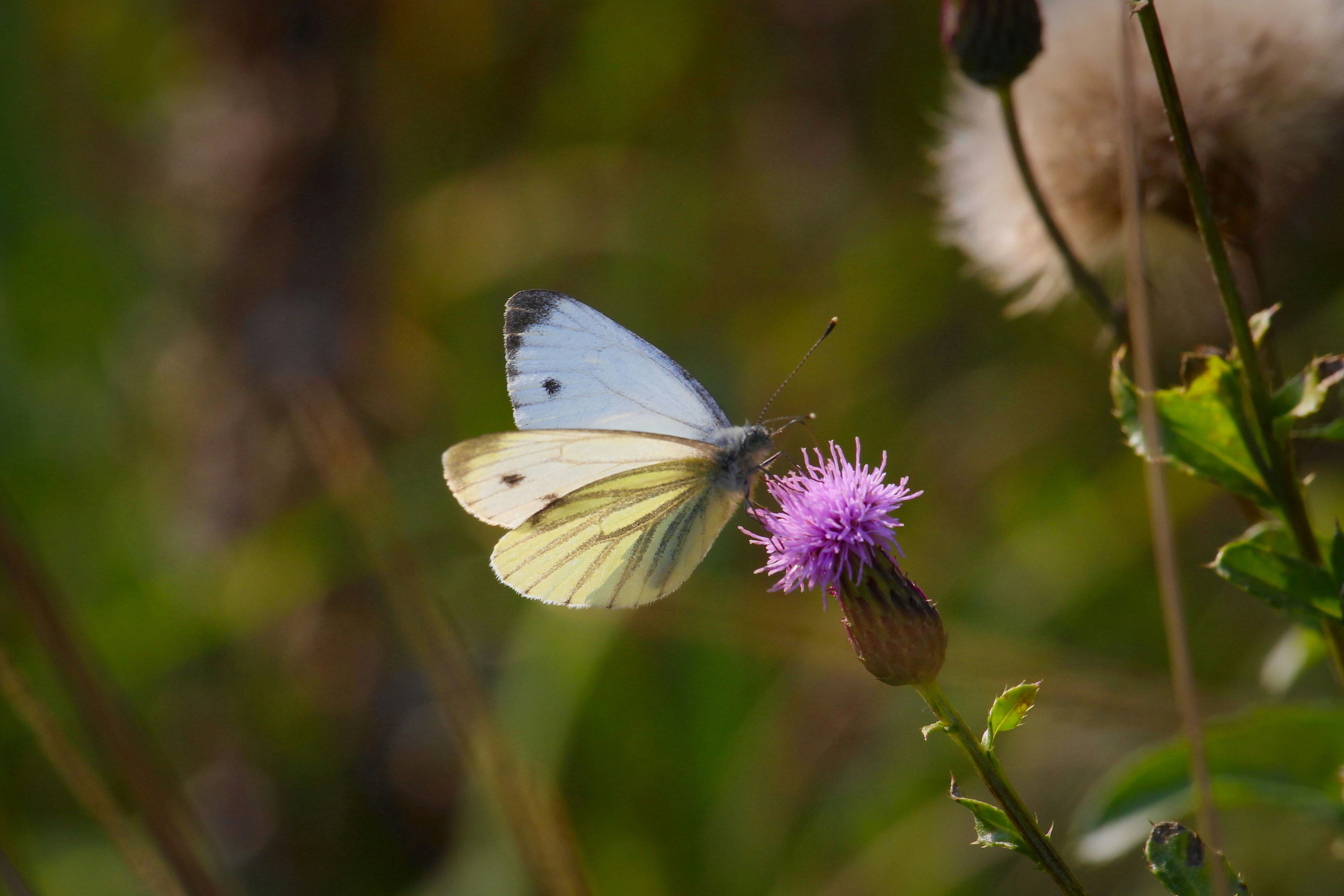 Photo by egemensahiin