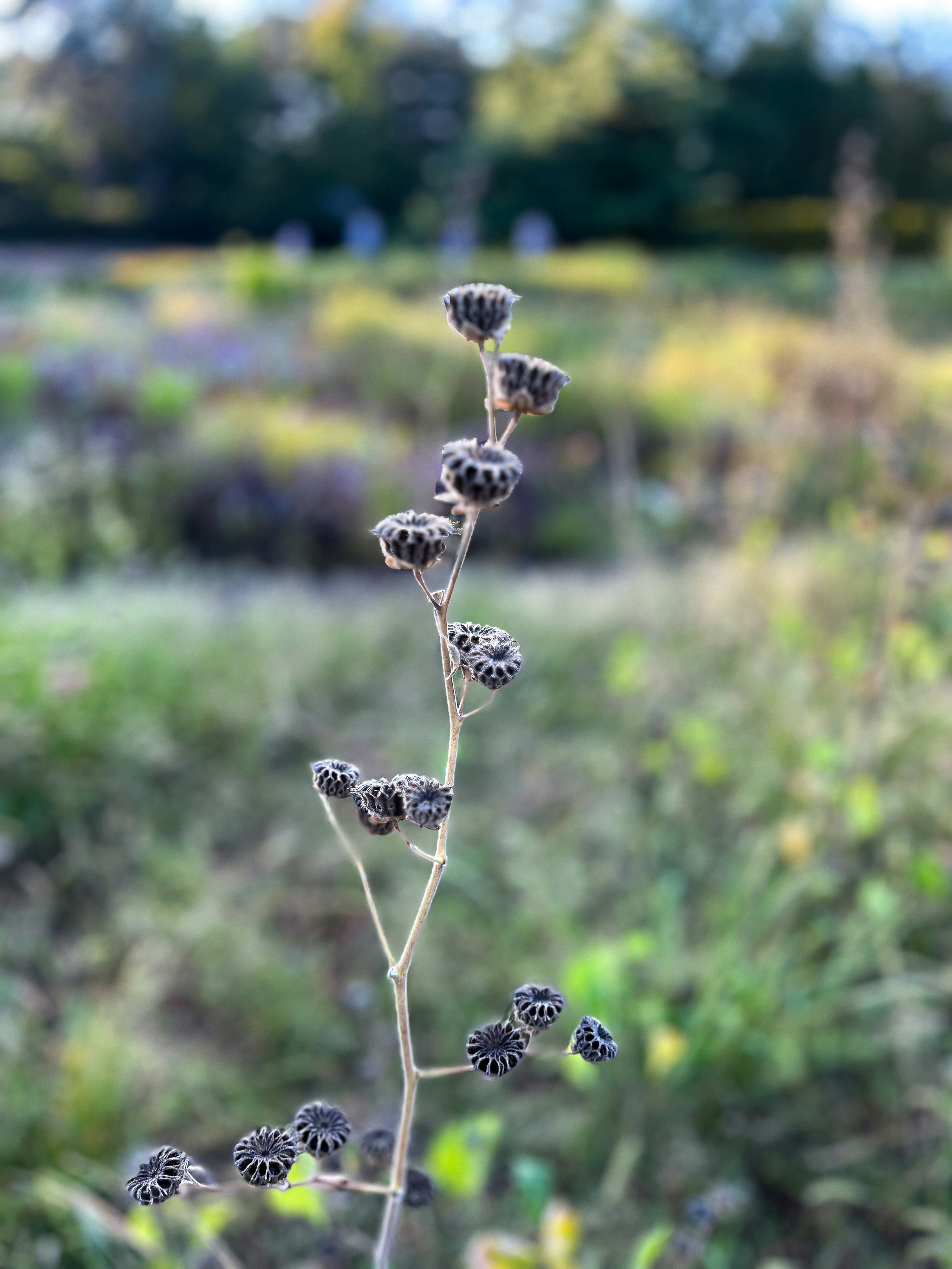 A close up of a plant in a field