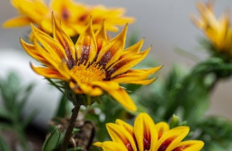 A close up of a bunch of yellow flowers