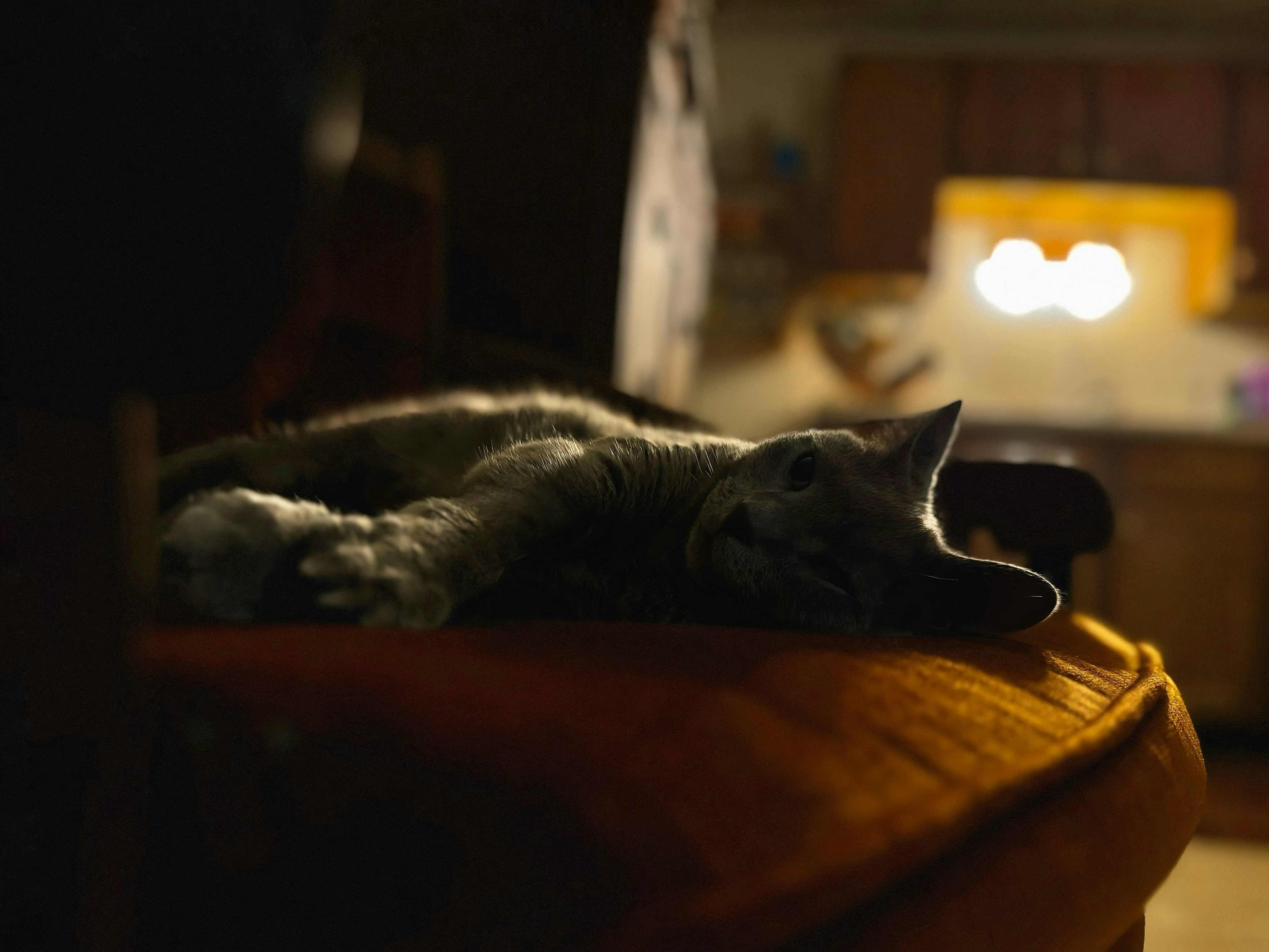 The Antique Chair: The Lover of Stories (image credits: unsplash)