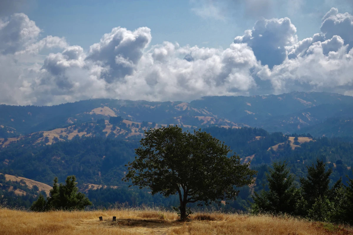 A lone tree on dry grass in the Sonoma County hills, with forested ridges and clouds behind