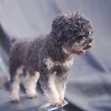 A small dog standing on top of a piece of luggage