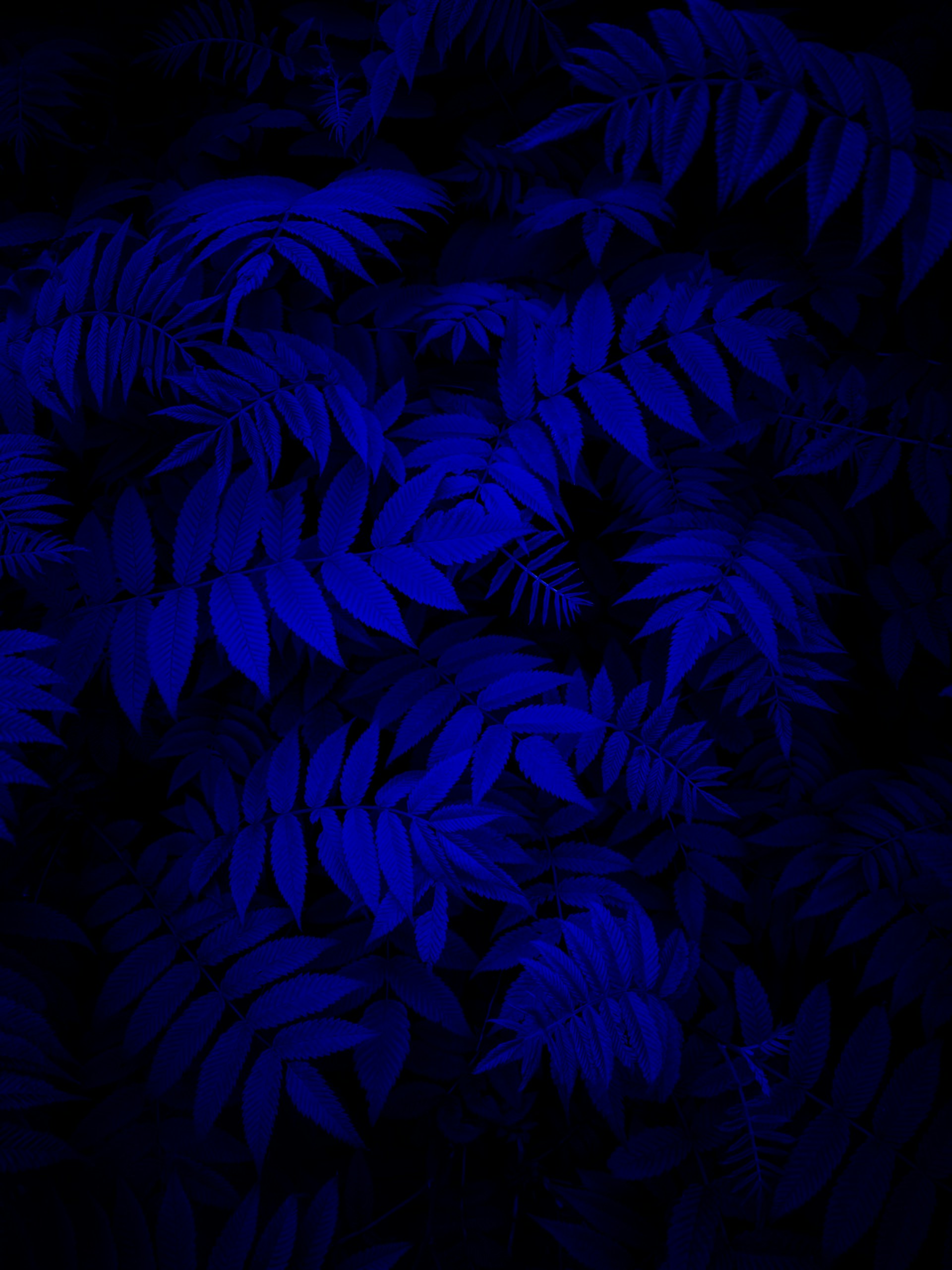 A dark blue background with lots of leaves