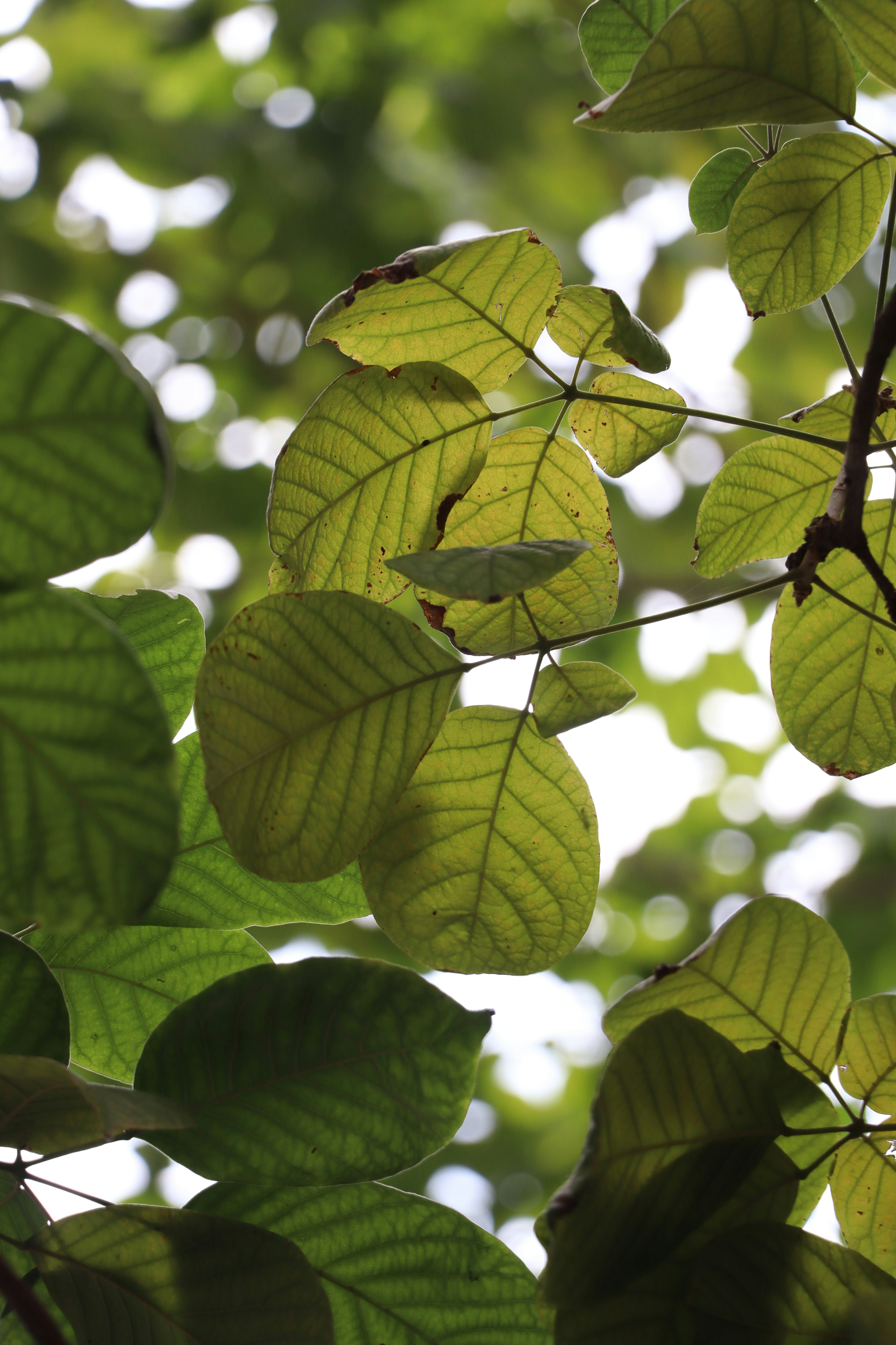 Photo by aditya_sethia_97