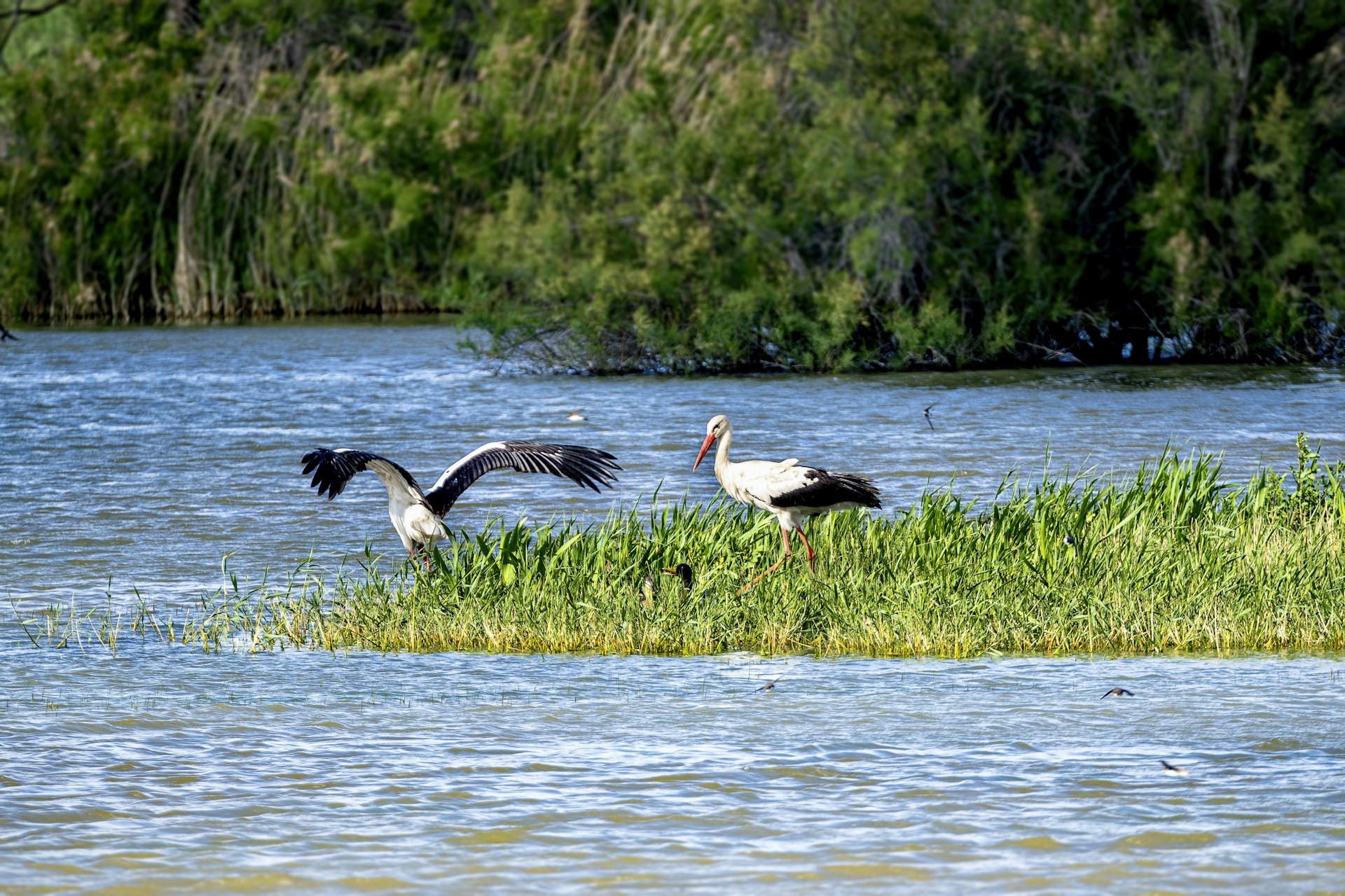 A couple of birds that are standing in the grass