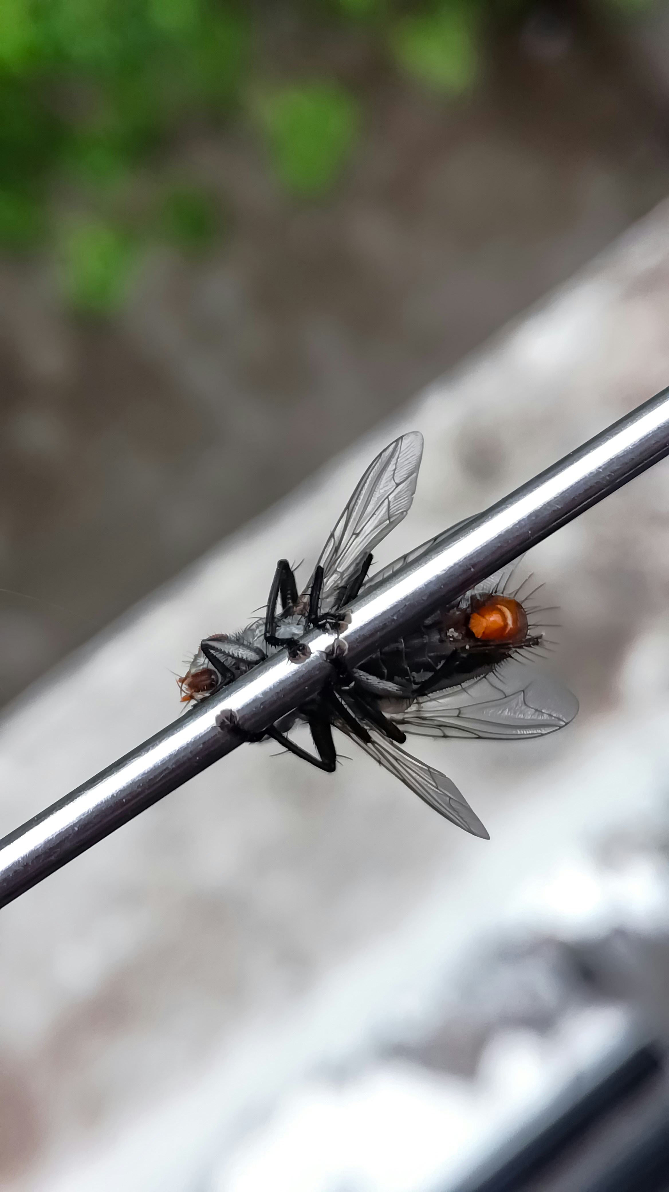 Nahaufnahme einer Fliege auf einem Draht