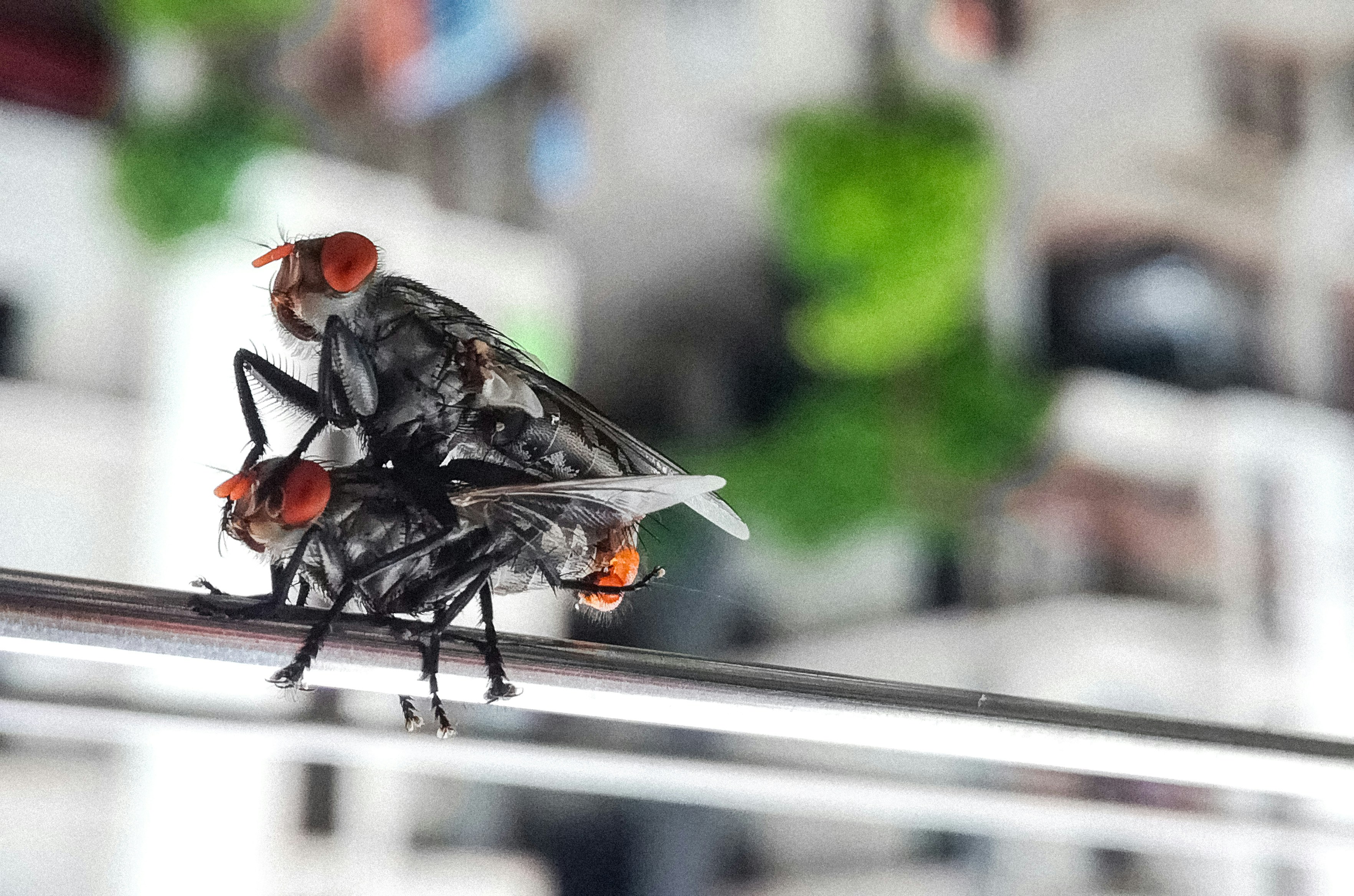 A couple of flies sitting on top of a window sill