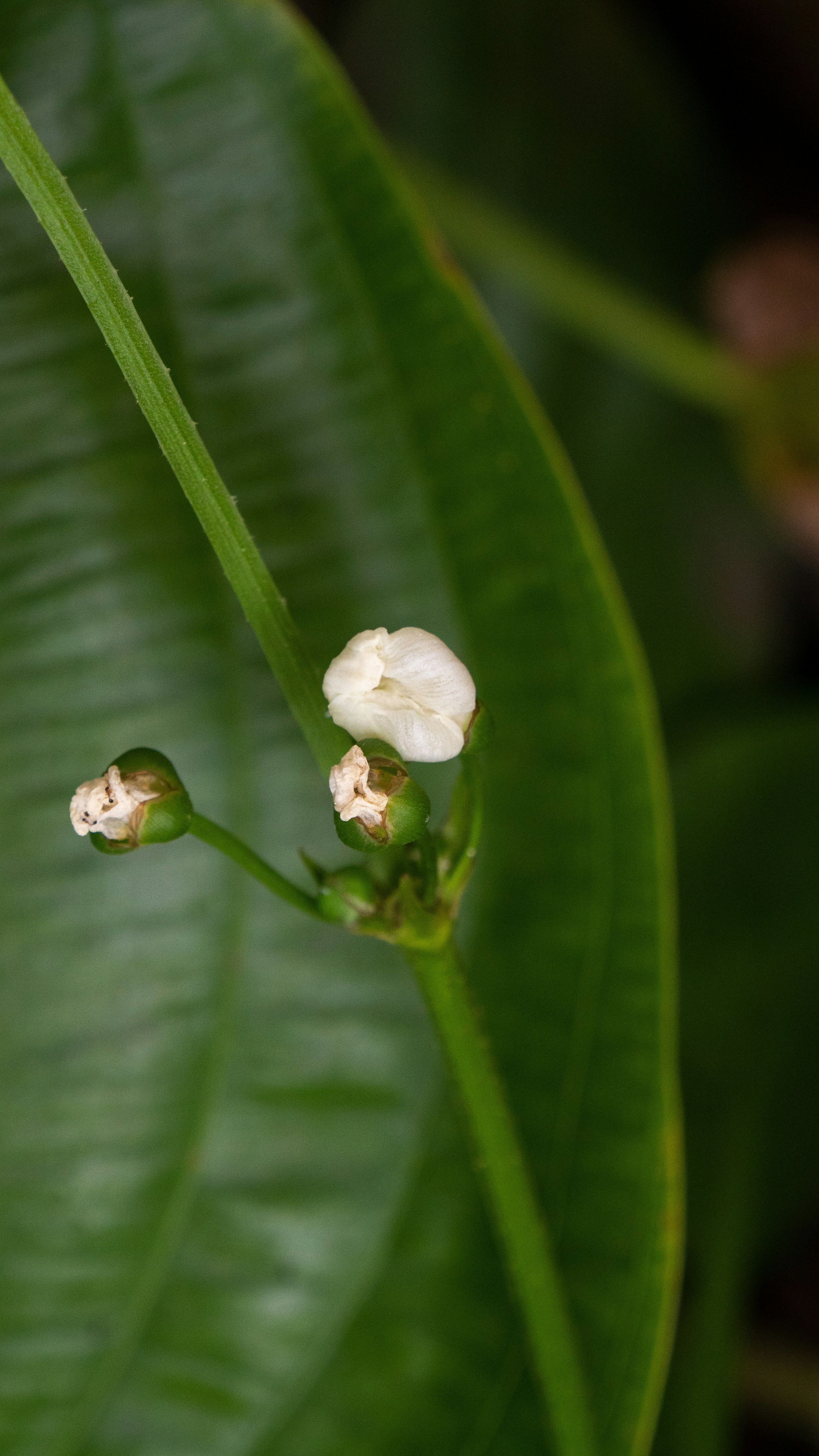 A close up of a flower on a plant