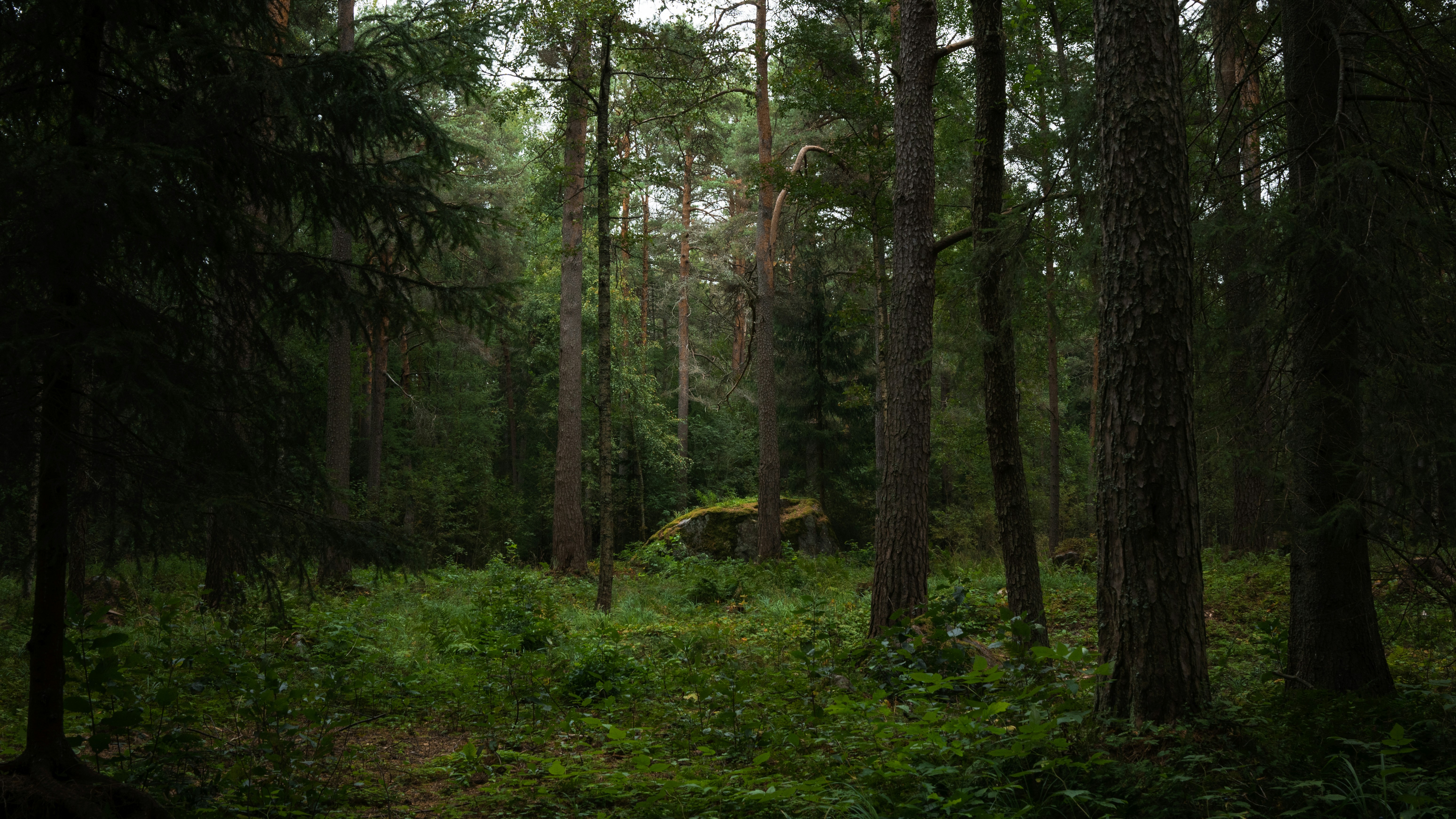 Photo by liam__nimwegen