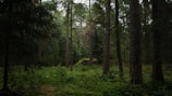 A path in the middle of a forest with lots of trees