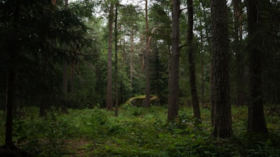 A path in the middle of a forest with lots of trees