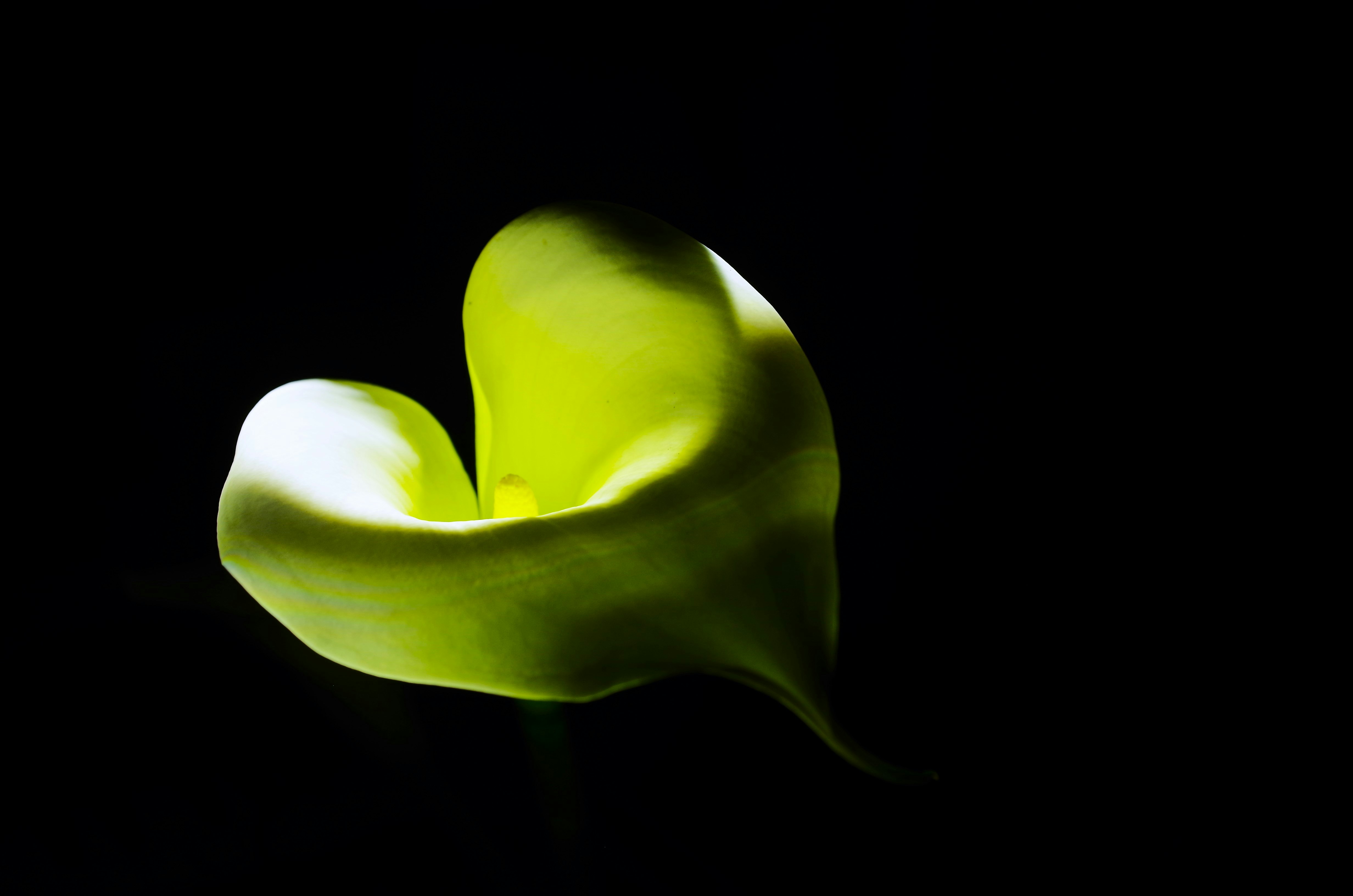 A green flower with a black background