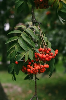 A bunch of berries hanging from a tree