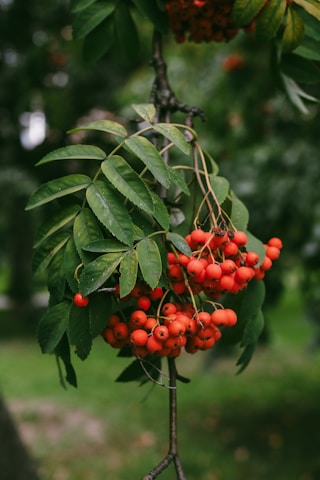 A bunch of berries hanging from a tree