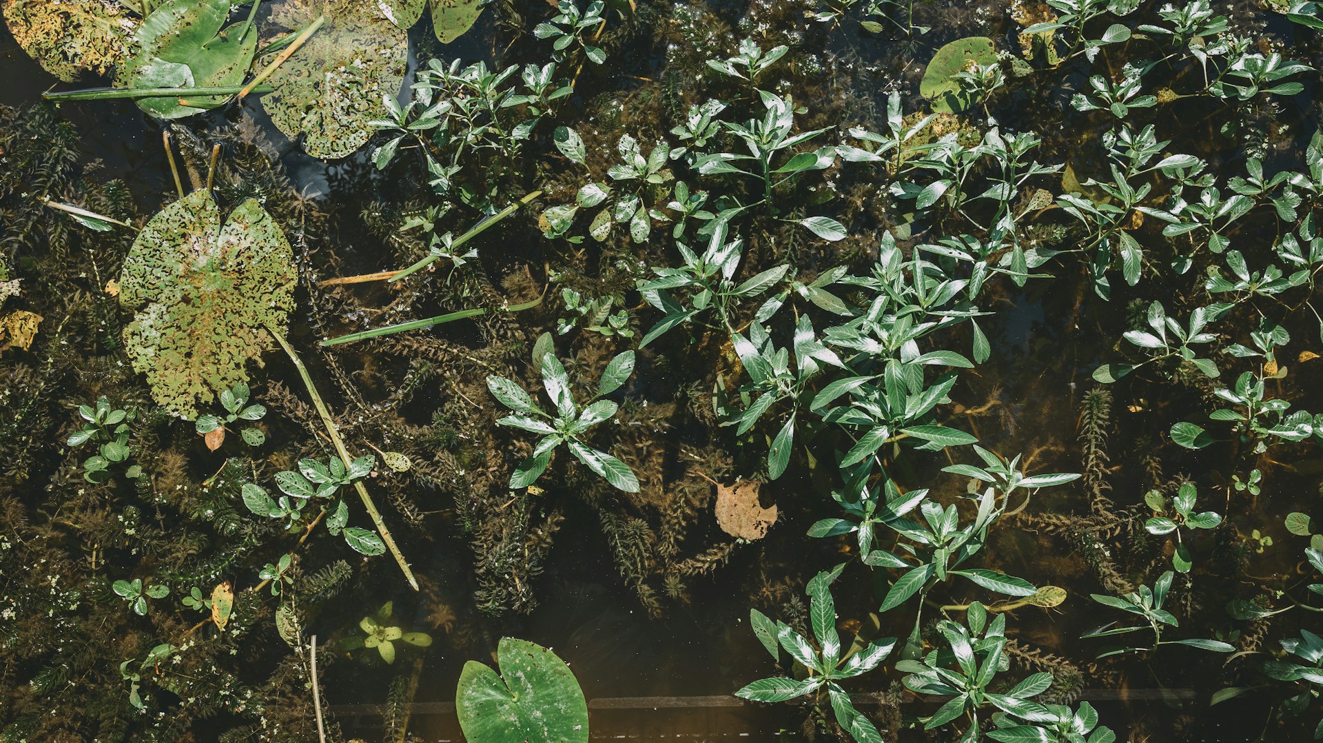 A bunch of plants that are on the ground