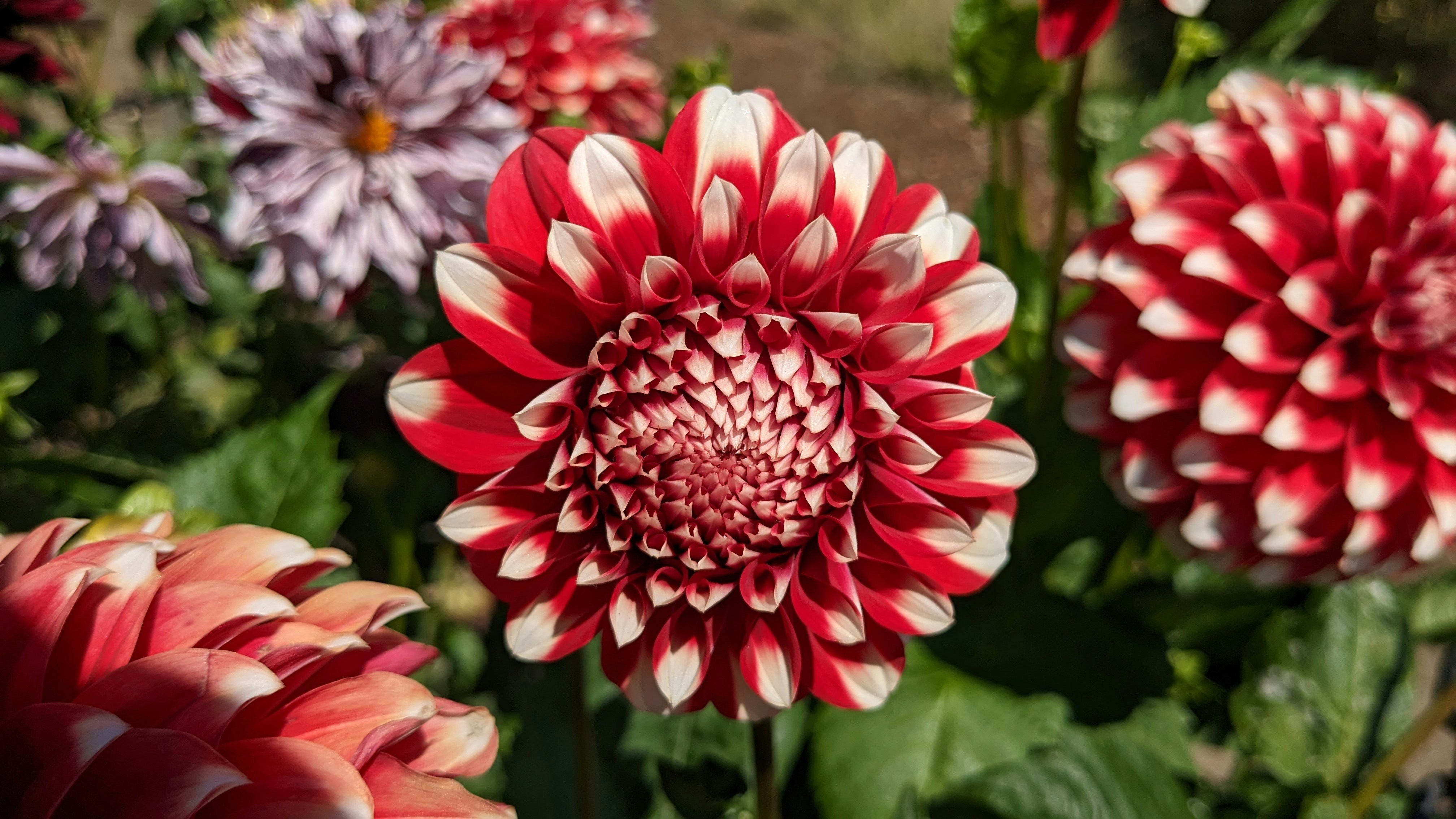 A bunch of red and white flowers in a garden photo – Free Flower Image on  Unsplash, image size:3000x1688